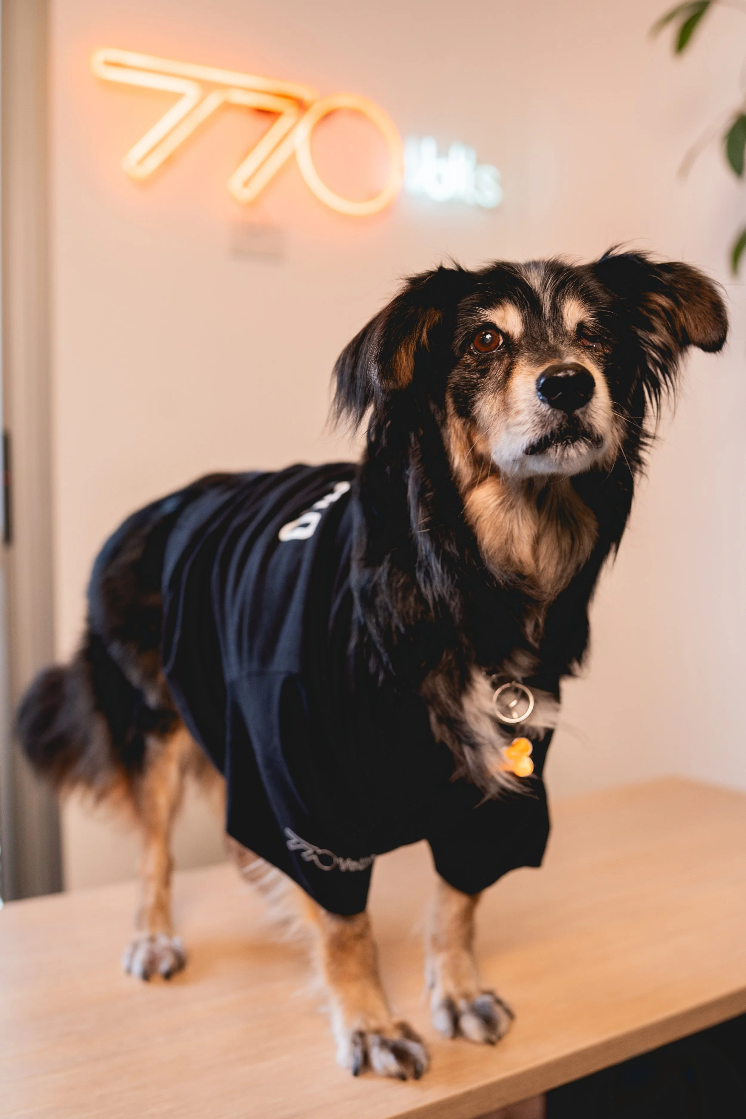 Pingo - cachorro/dog responsável por petiscos