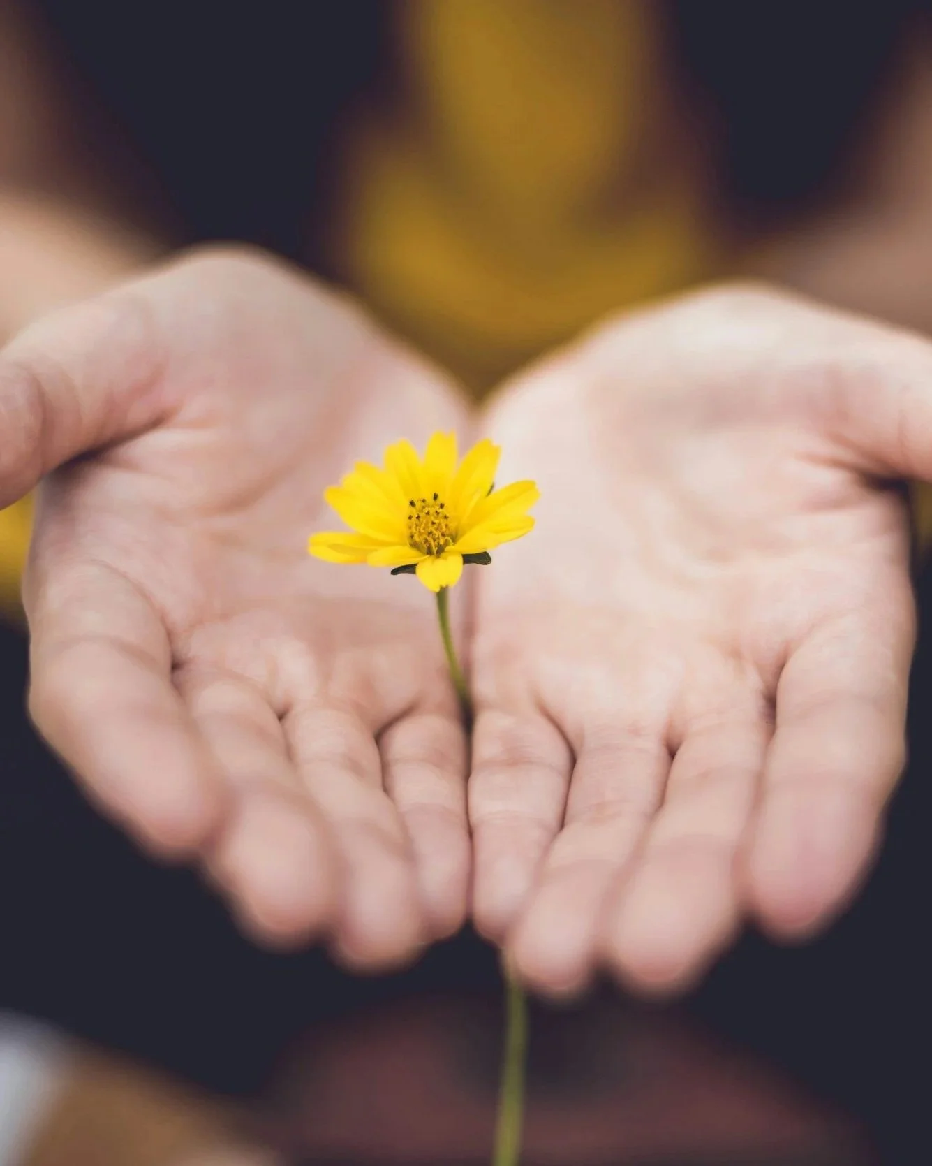 Close-up of two hands holding a small yellow flower.