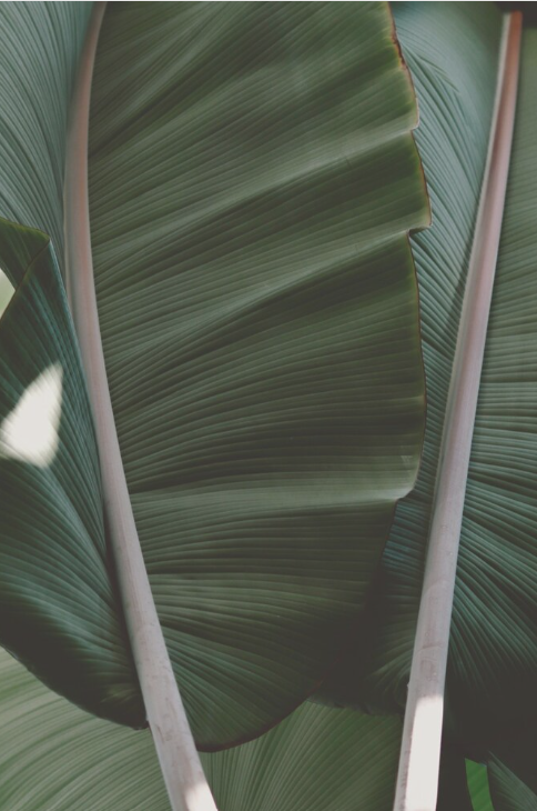 Close-up of a green leaf symbolizing personal growth, renewal, and clarity through archetypal depth coaching