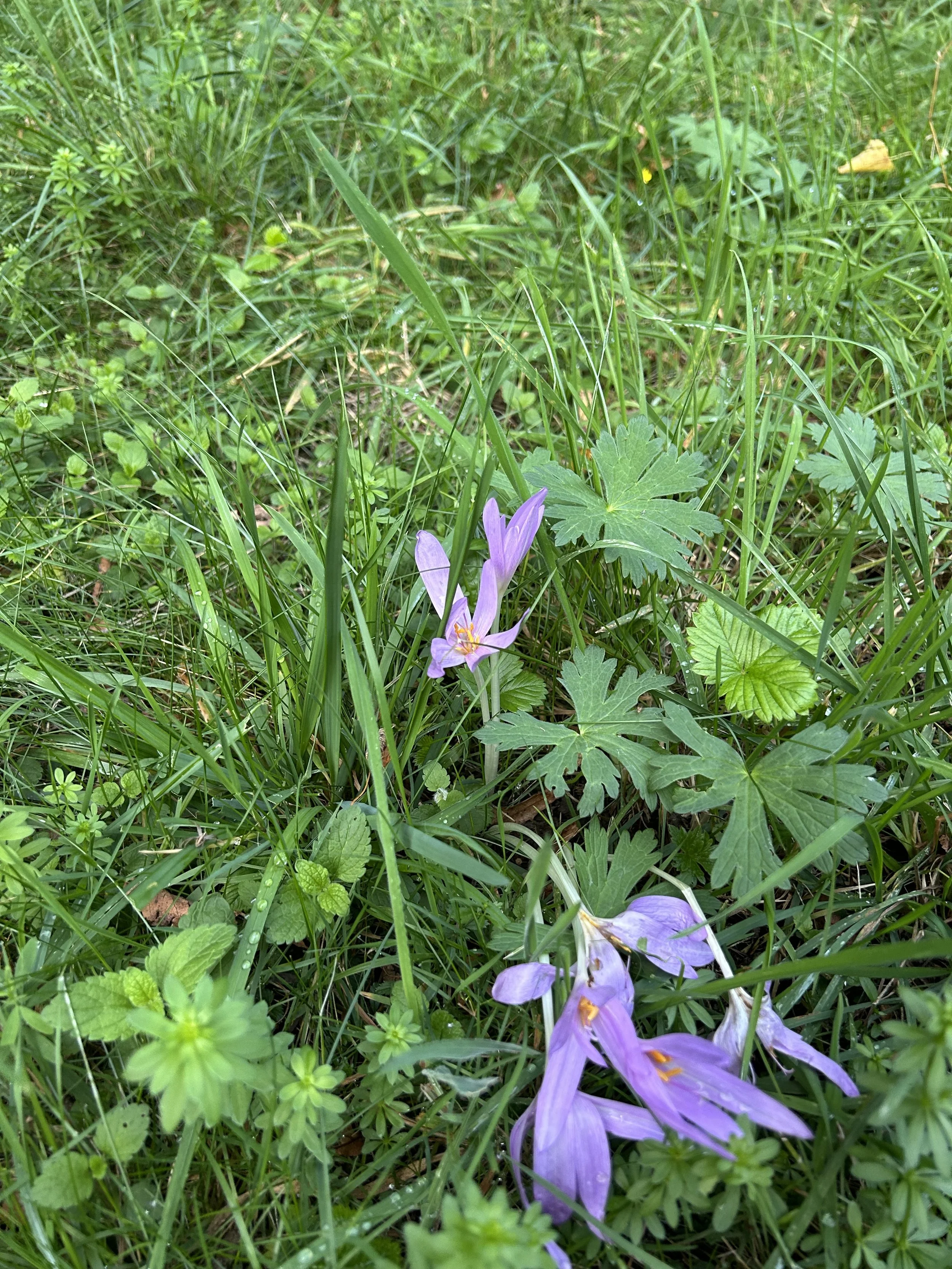 IMG_1013.jpeg