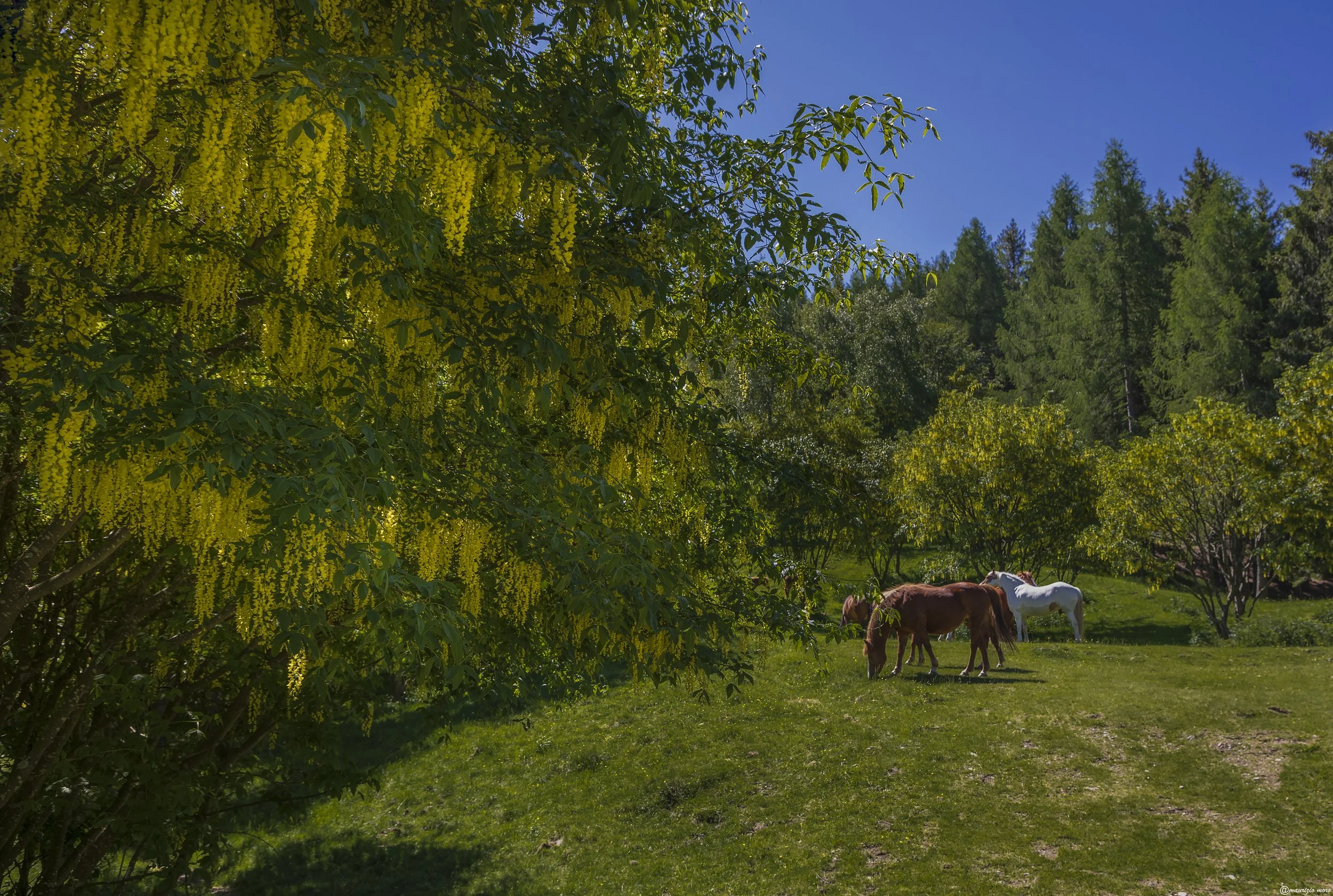 Maggiociondolo laterale.jpg