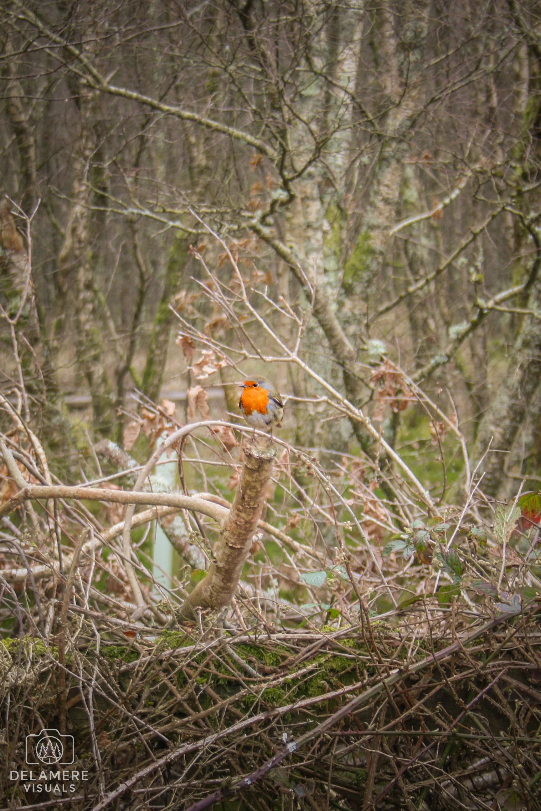 A small bird with an orange chest and face perched on a branch in a leafless, tangled area of Cheshire woodland.