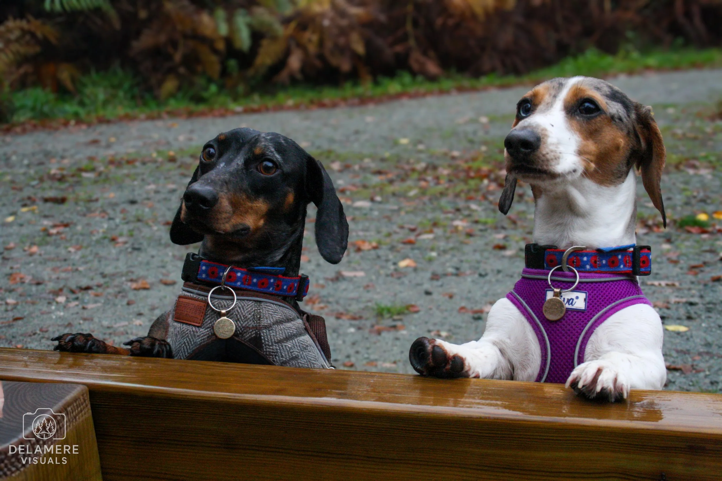 Two dachshund puppies, one black with tan markings and the other white with brown spots, sitting behind a wooden barrier outdoors. They are wearing harnesses and collars, with one puppy looking to the left and the other facing slightly to the right, on a gravel surface with a bushy background.