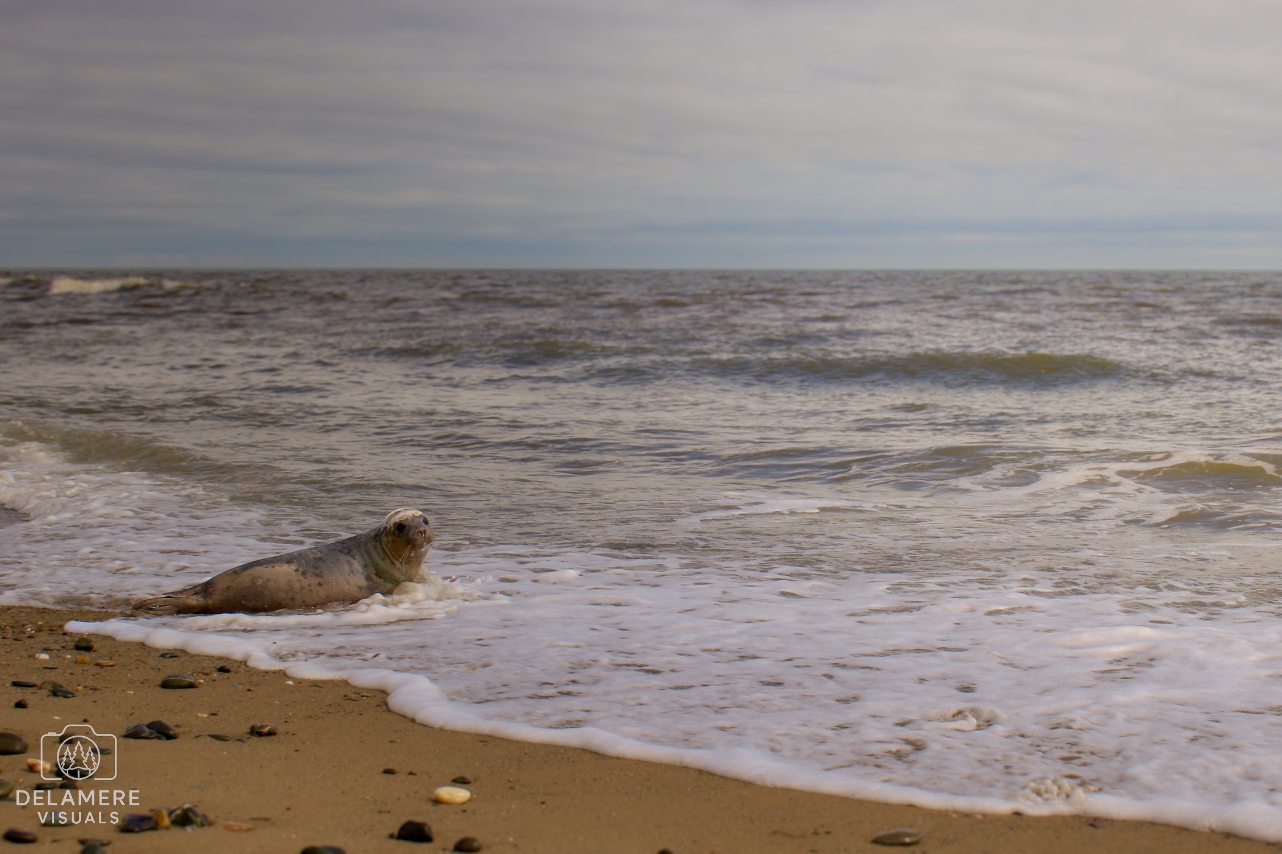 A seal lying on the sandy beach near the shoreline, with waves gently washing over it, under a cloudy sky.