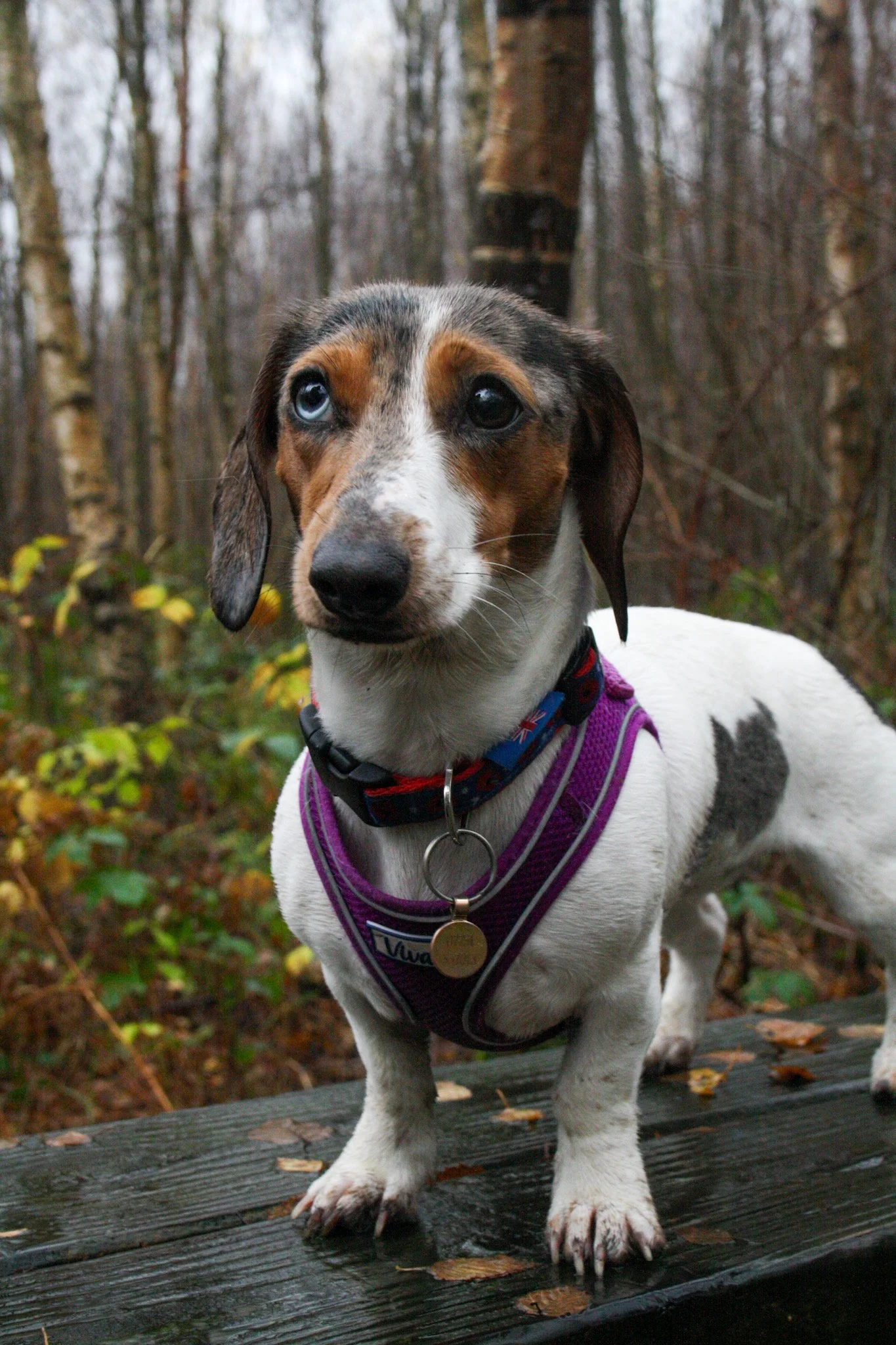 A small dog with blue eyes and a distinctive black, white, and brown coat, standing on a wooden platform outdoors in a wooded area.