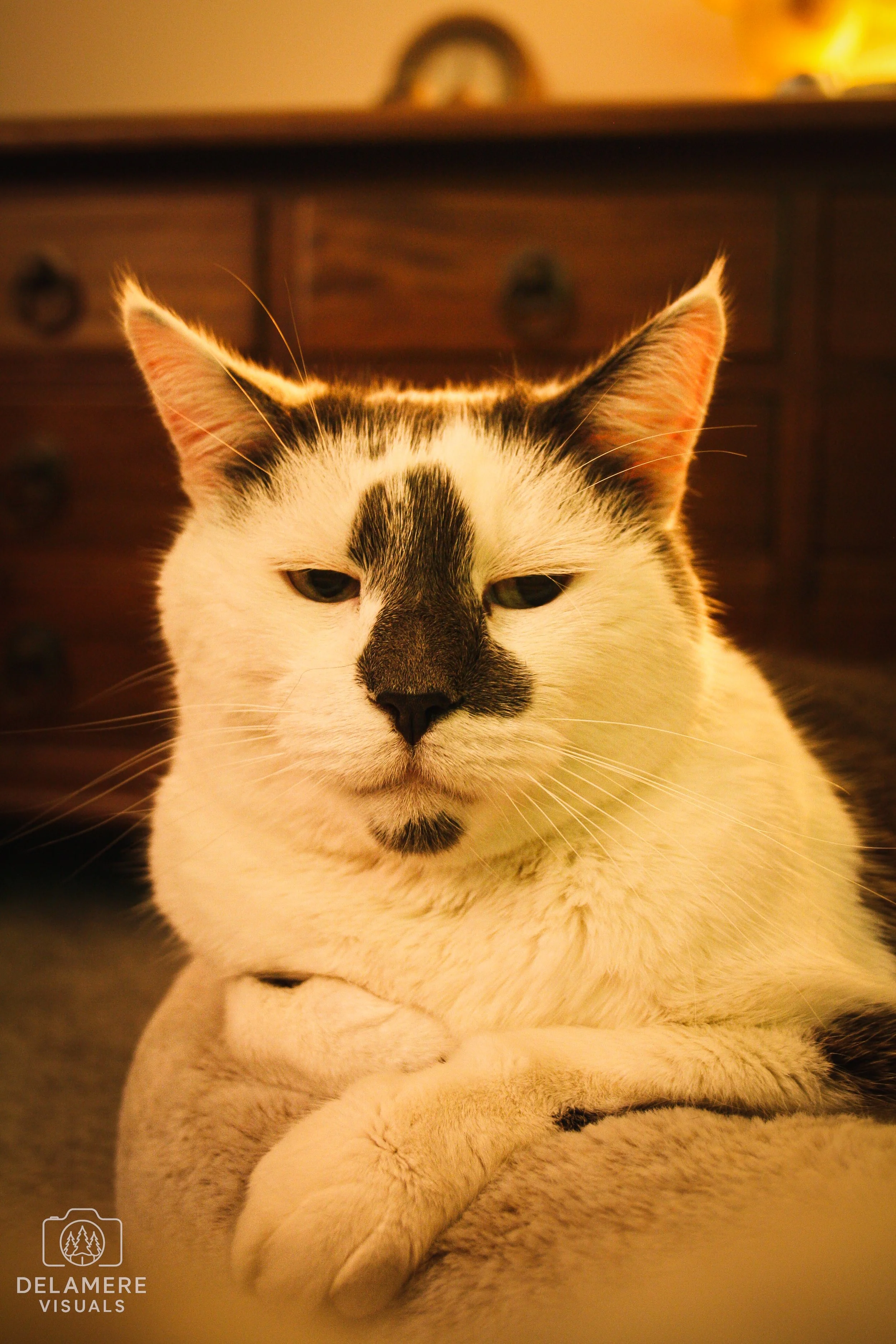 Photograph of a white and gray cat resting with crossed paws, with a wooden dresser in the background. Taken in Cheshire.