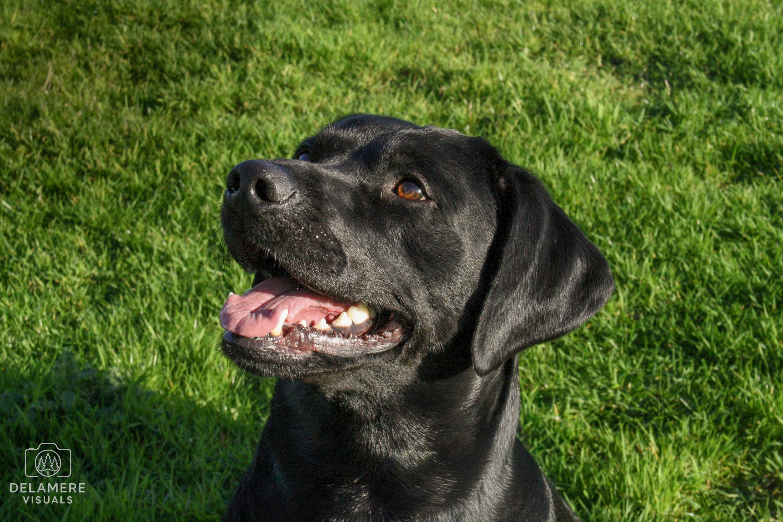 Close-up of a black Labrador Retriever dog outdoors on green grass, with mouth open and tongue out.