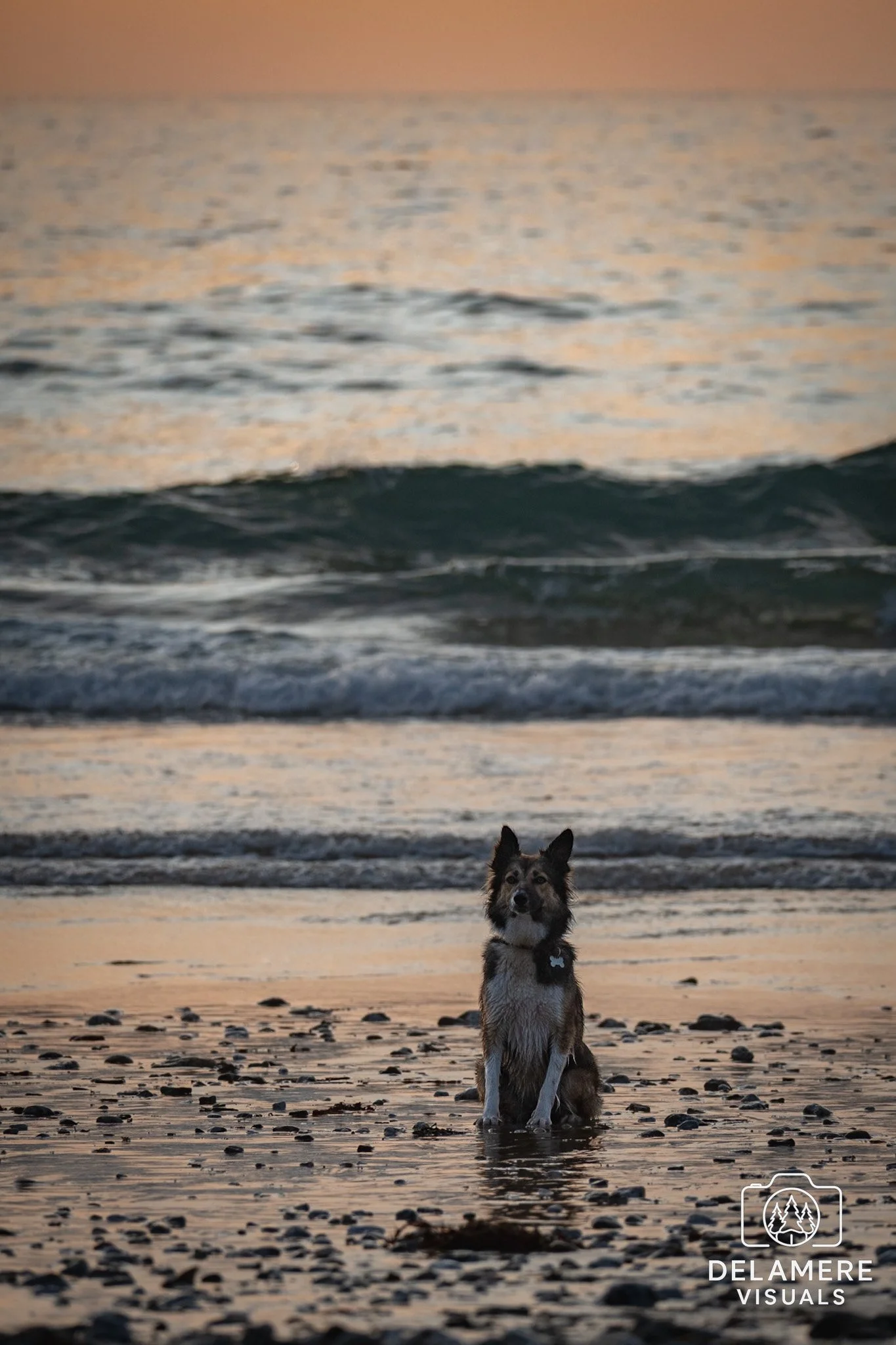 Pet Photoshoot