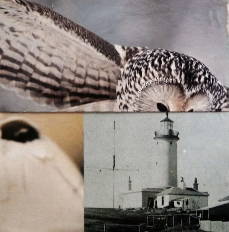 A symbolic collage of three different images: the top features a close-up of an owl, the bottom left shows an animal emerging from an egg, and the bottom right displays a lighthouse.