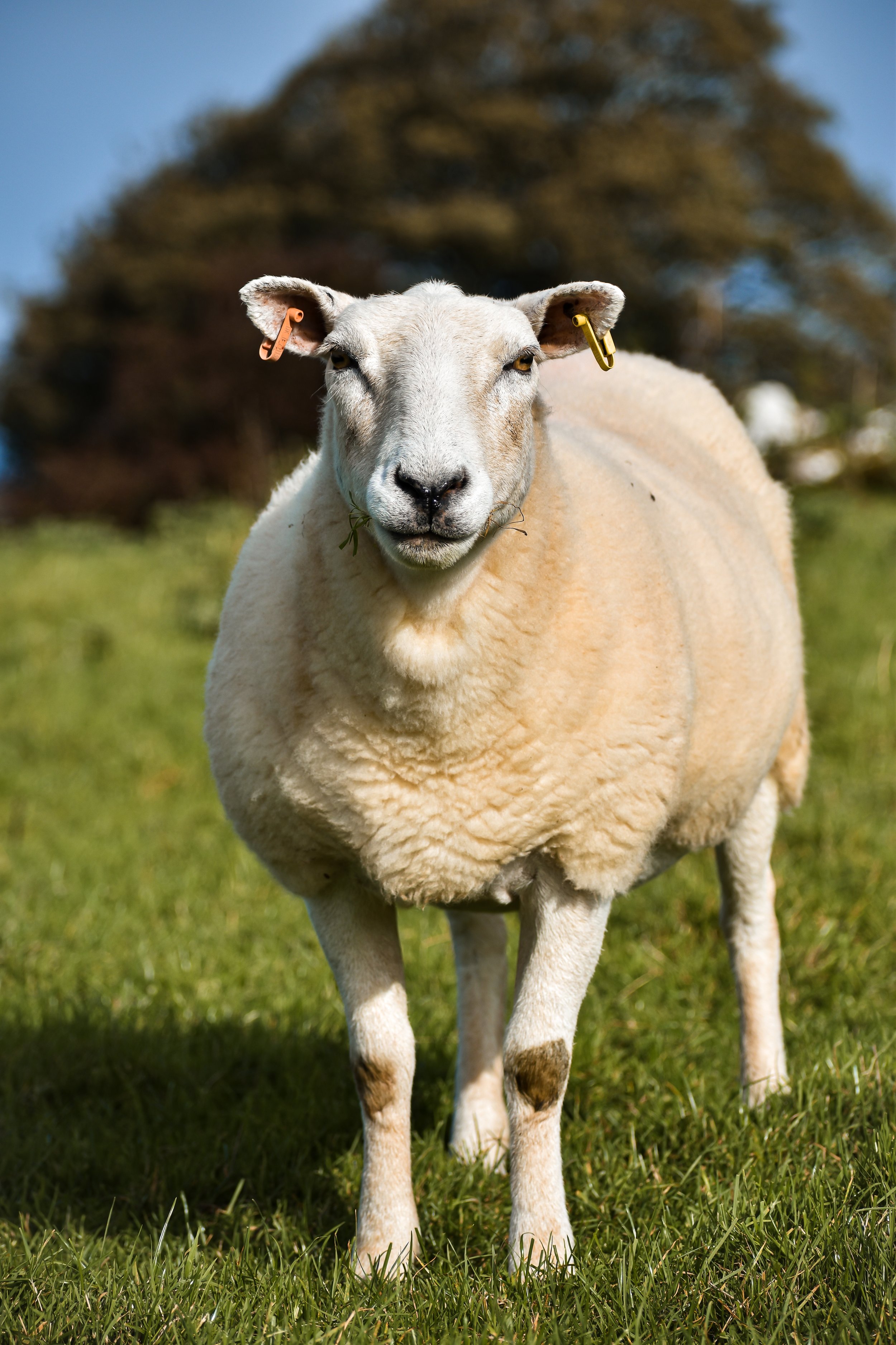 A sheep standing on green grass with a blurred background of trees and blue sky.