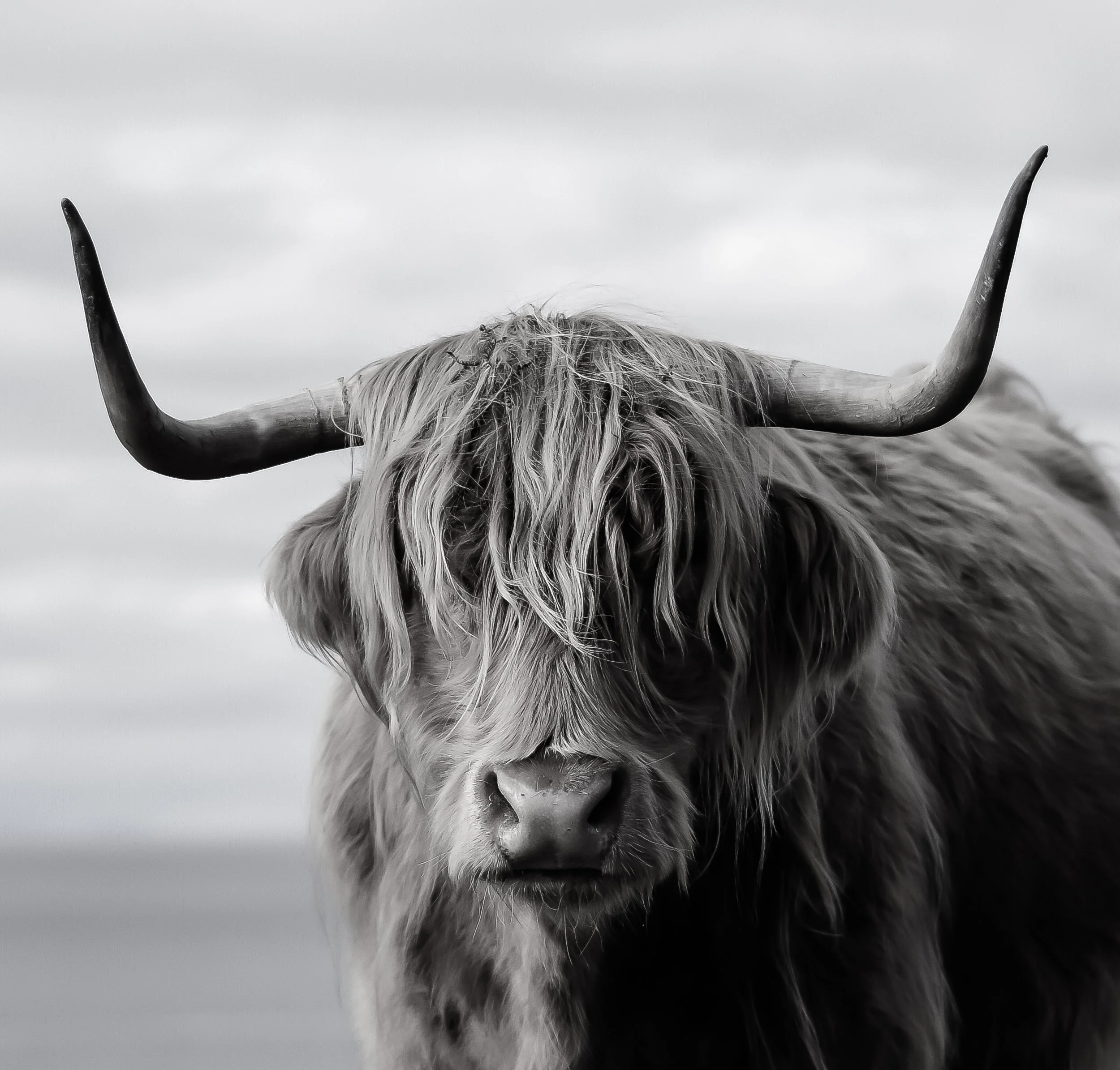 Close-up of a Highland cow's face with large curved horns, long hair, and a calm expression, black and white photo.