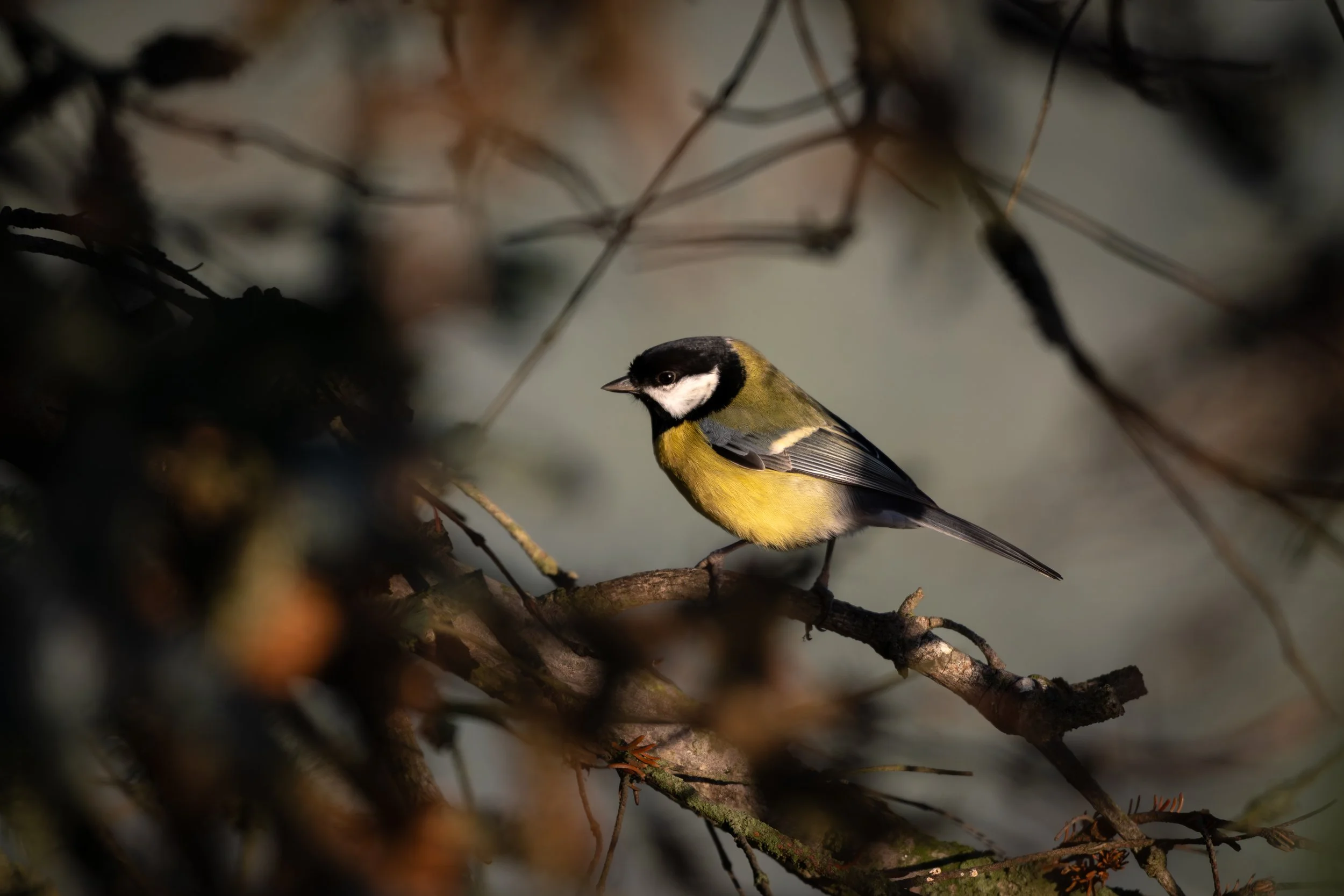 A small yellow and black bird perched on a branch among dense twigs and branches.