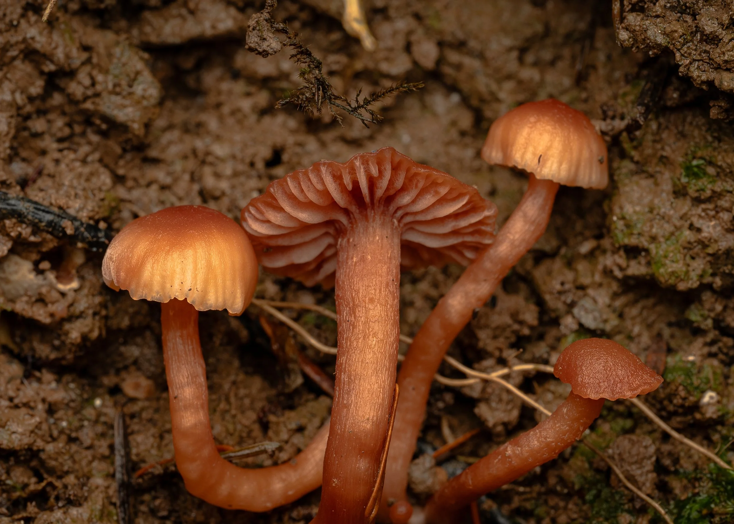 Group of small orange-brown mushrooms growing in damp soil, with some tiny plants and moss around.