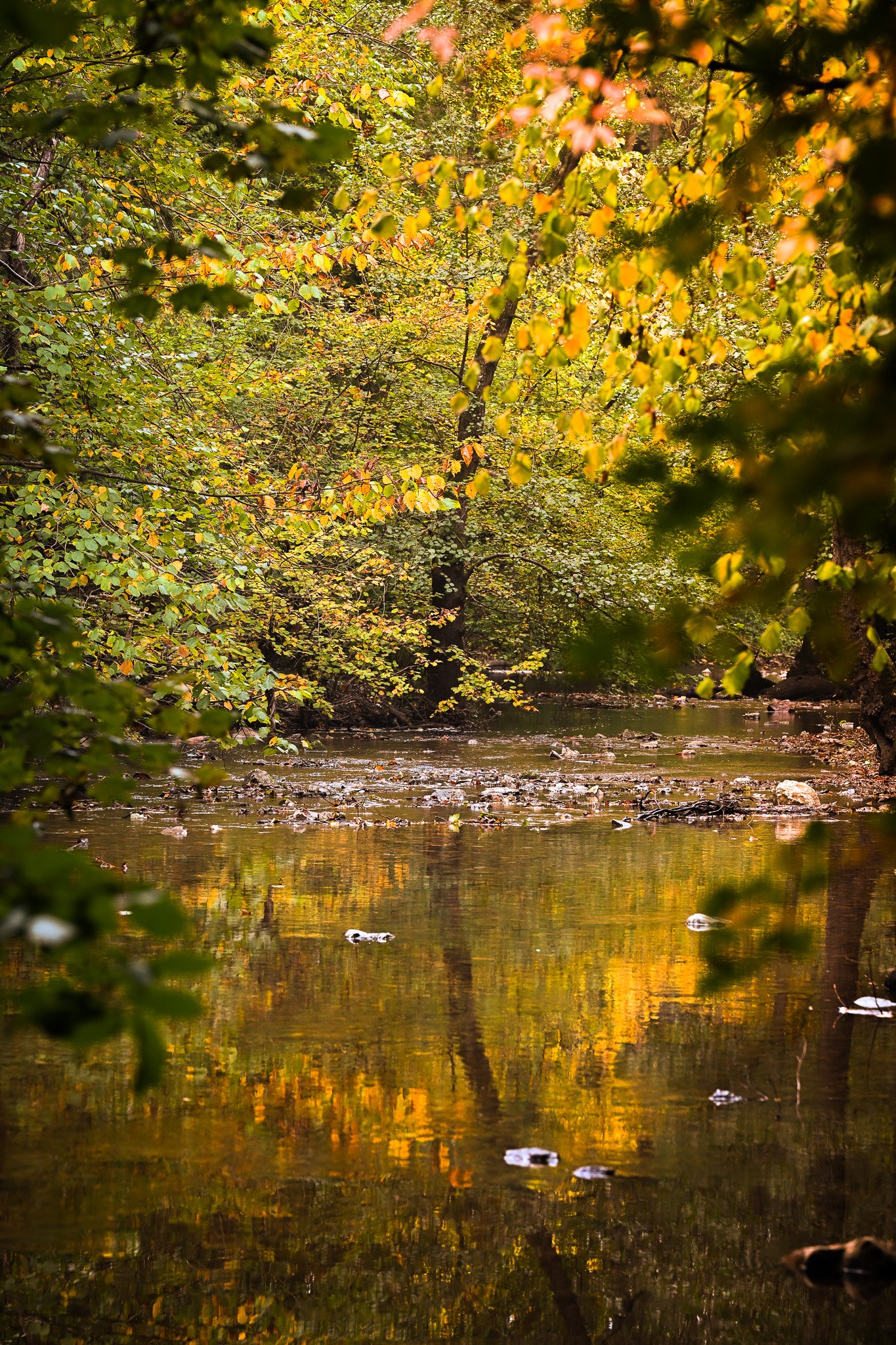 A peaceful creek surrounded by trees with green and yellow leaves, reflecting in the water during autumn.