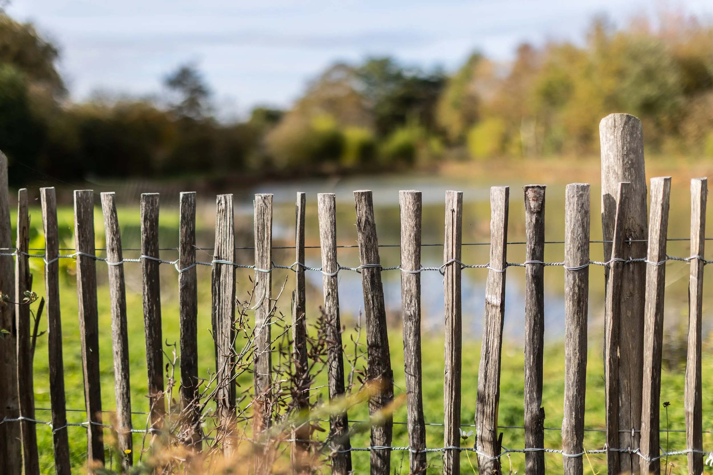 Une barrière en bois ancienne en mauvais état avec des piquets inclinés, entourée de végétation verte, devant un lac ou une rivière avec des arbres en arrière-plan en automne.