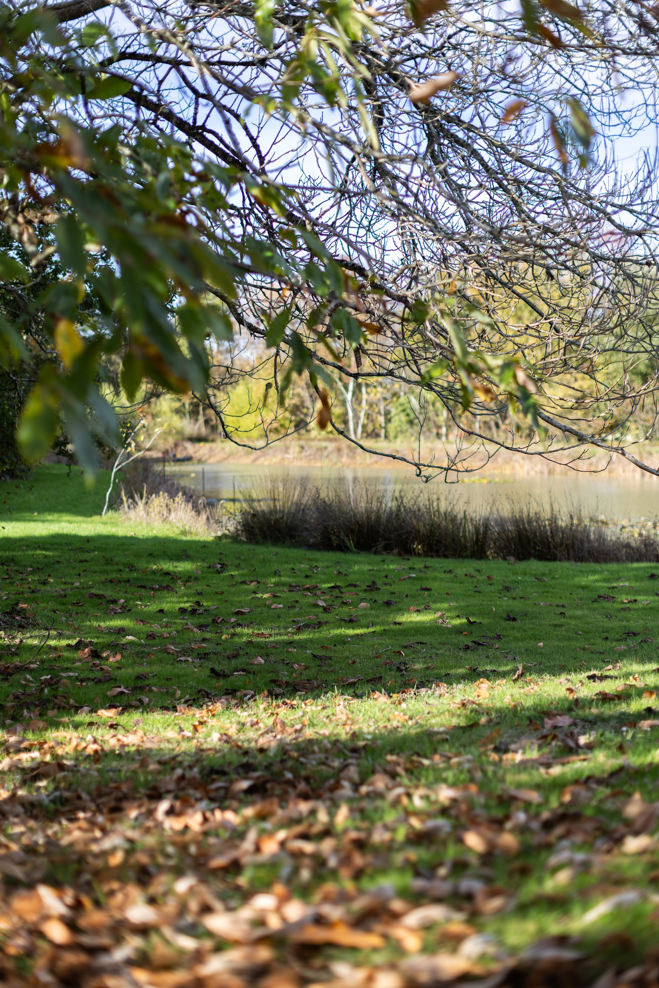 Paysage d'automne avec un arbre aux branches dénudées en premier plan, un lac en arrière-plan, et un sol couvert de feuilles mortes.