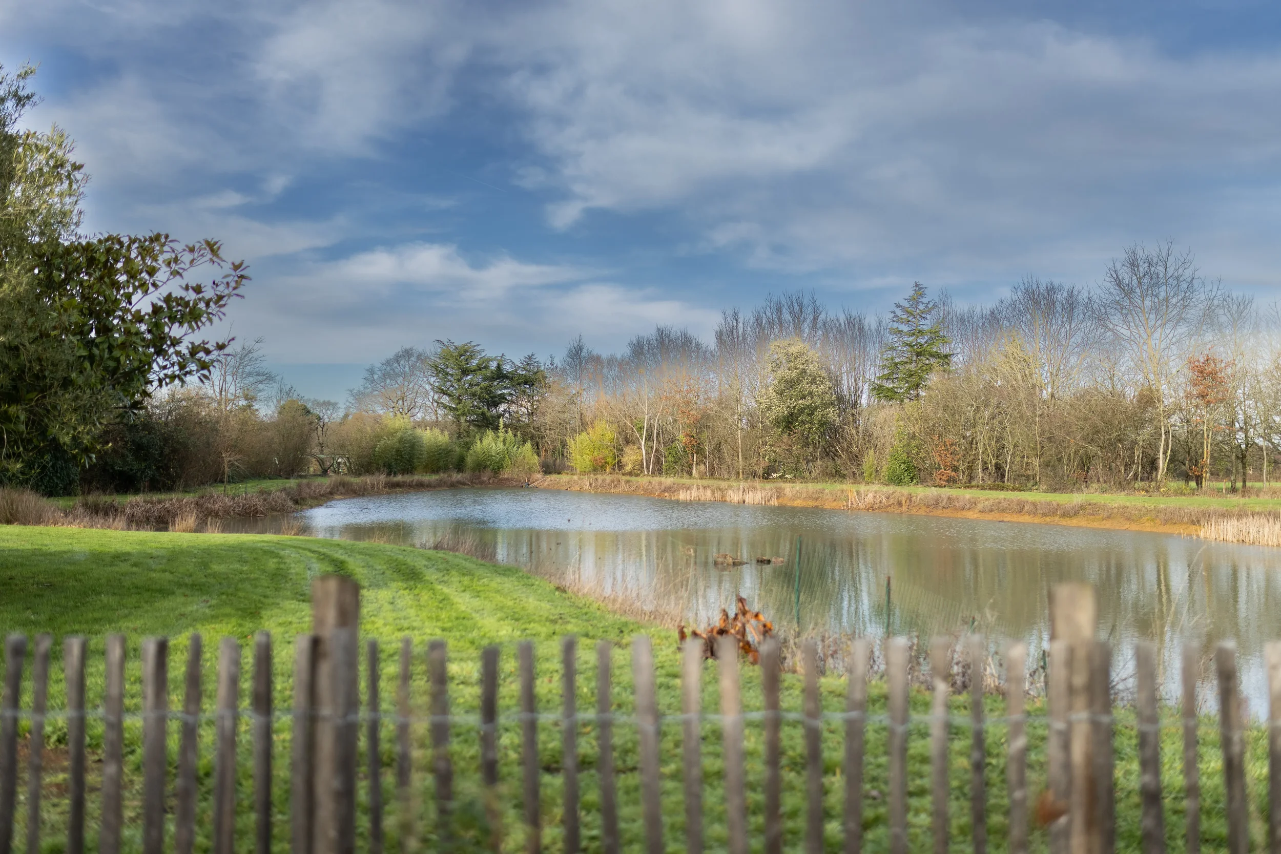 Un étang bordé d'herbe verte avec des arbres dénudés et à feuilles, et un ciel bleu avec des nuages blancs.