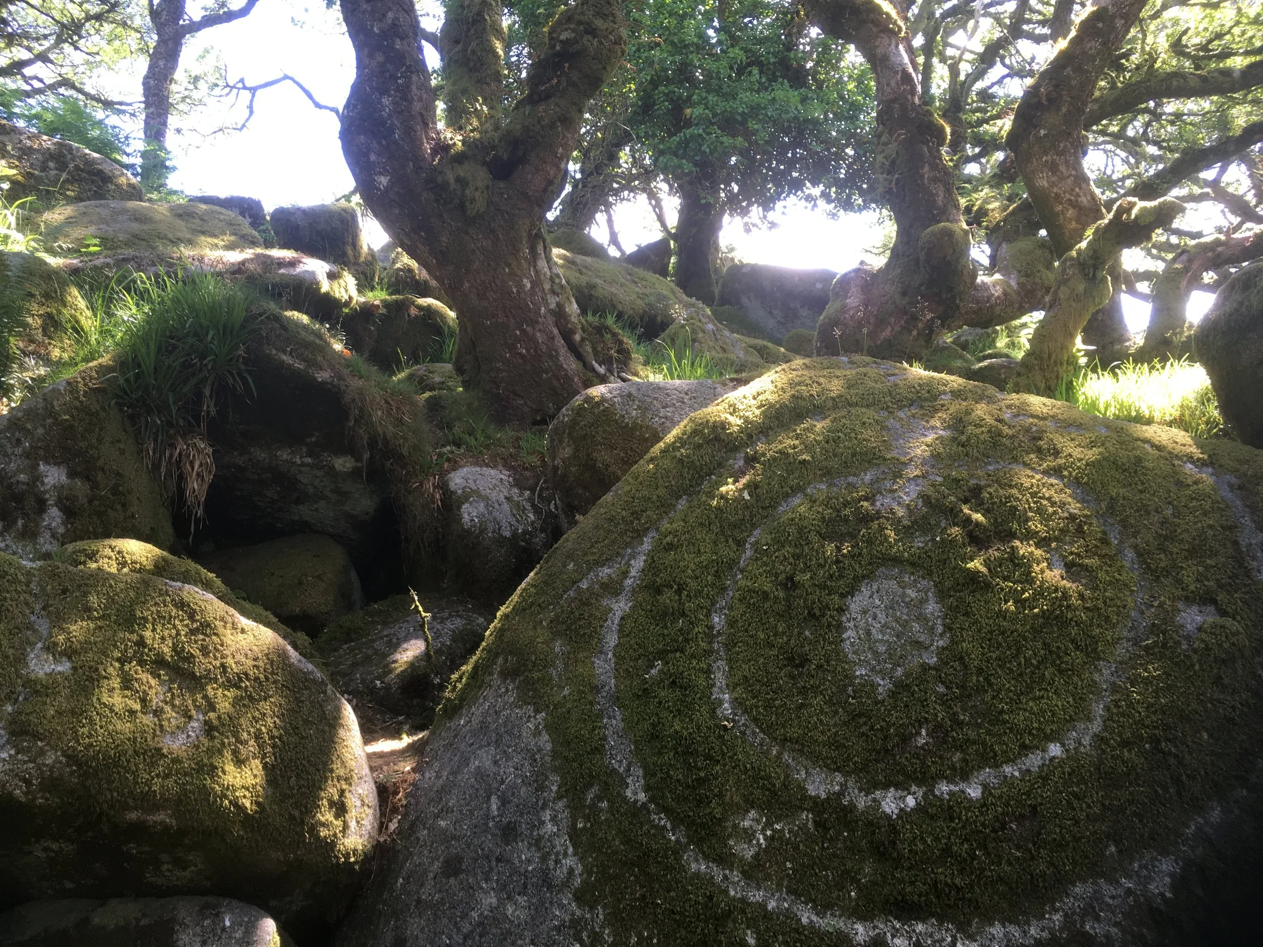 Into the Woods: Writing with the Forest