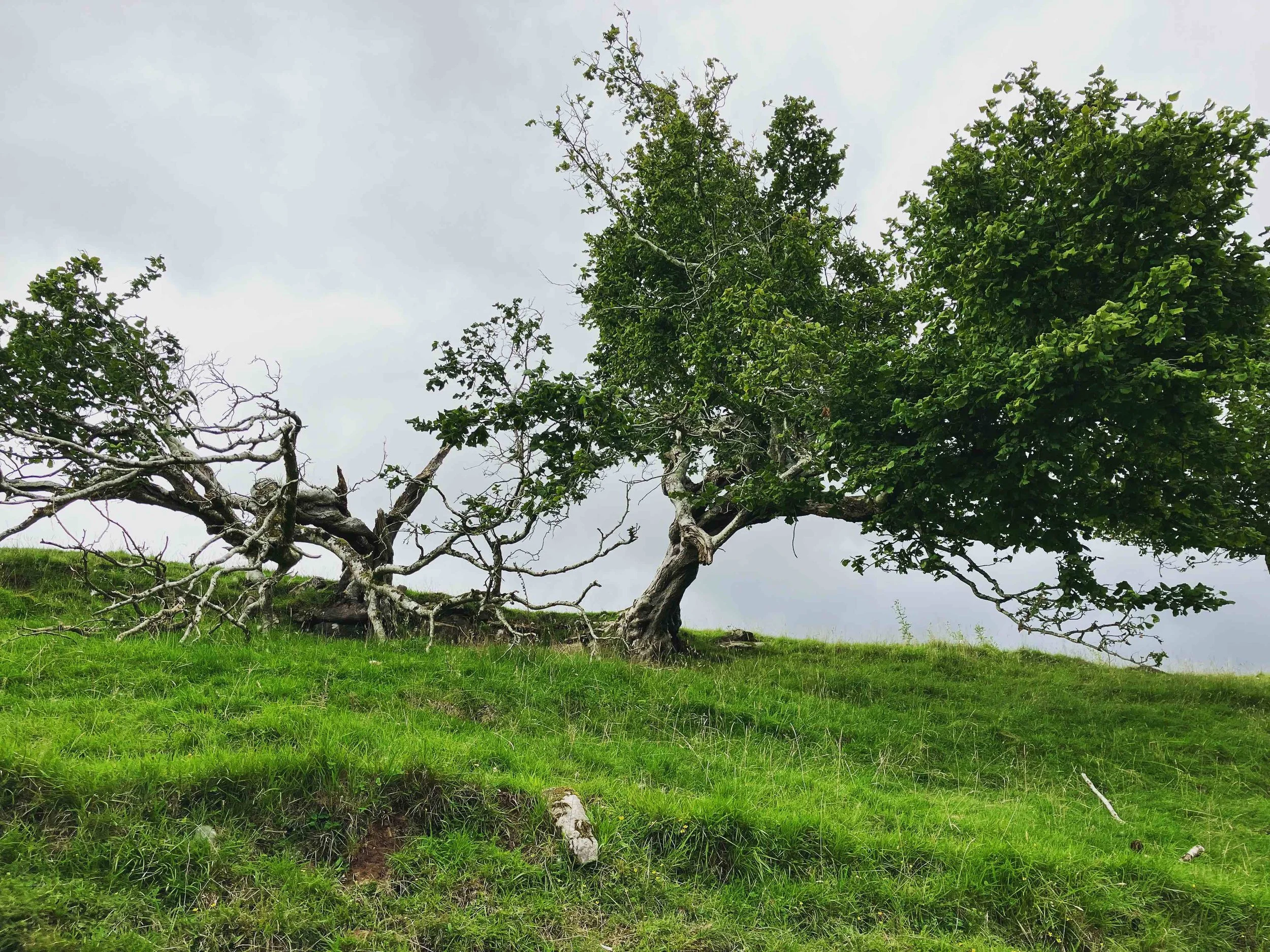 A tree on a grassy hill with a mix of green leaves and bare branches under a cloudy sky.