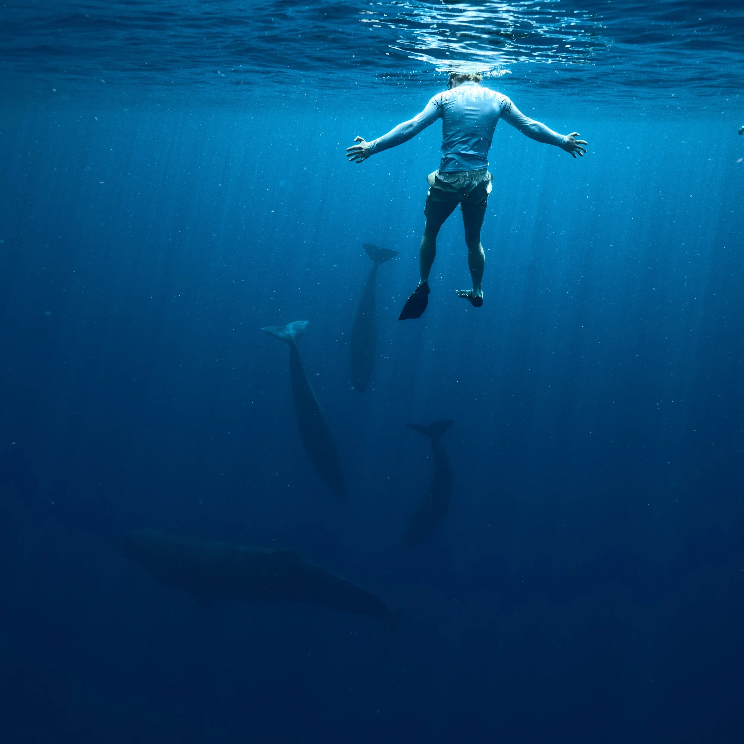 Swimming with Sperm Whales