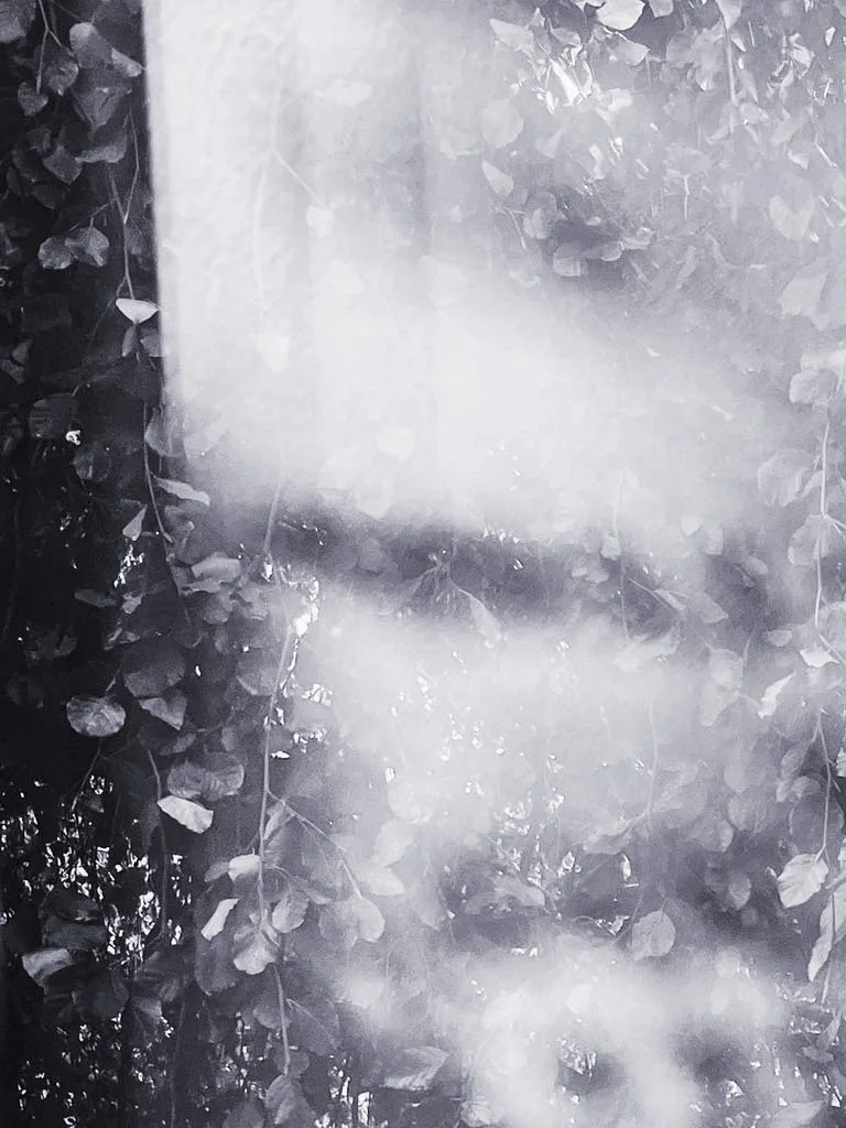 Sort-hvid billede af blade i lys og skygge.