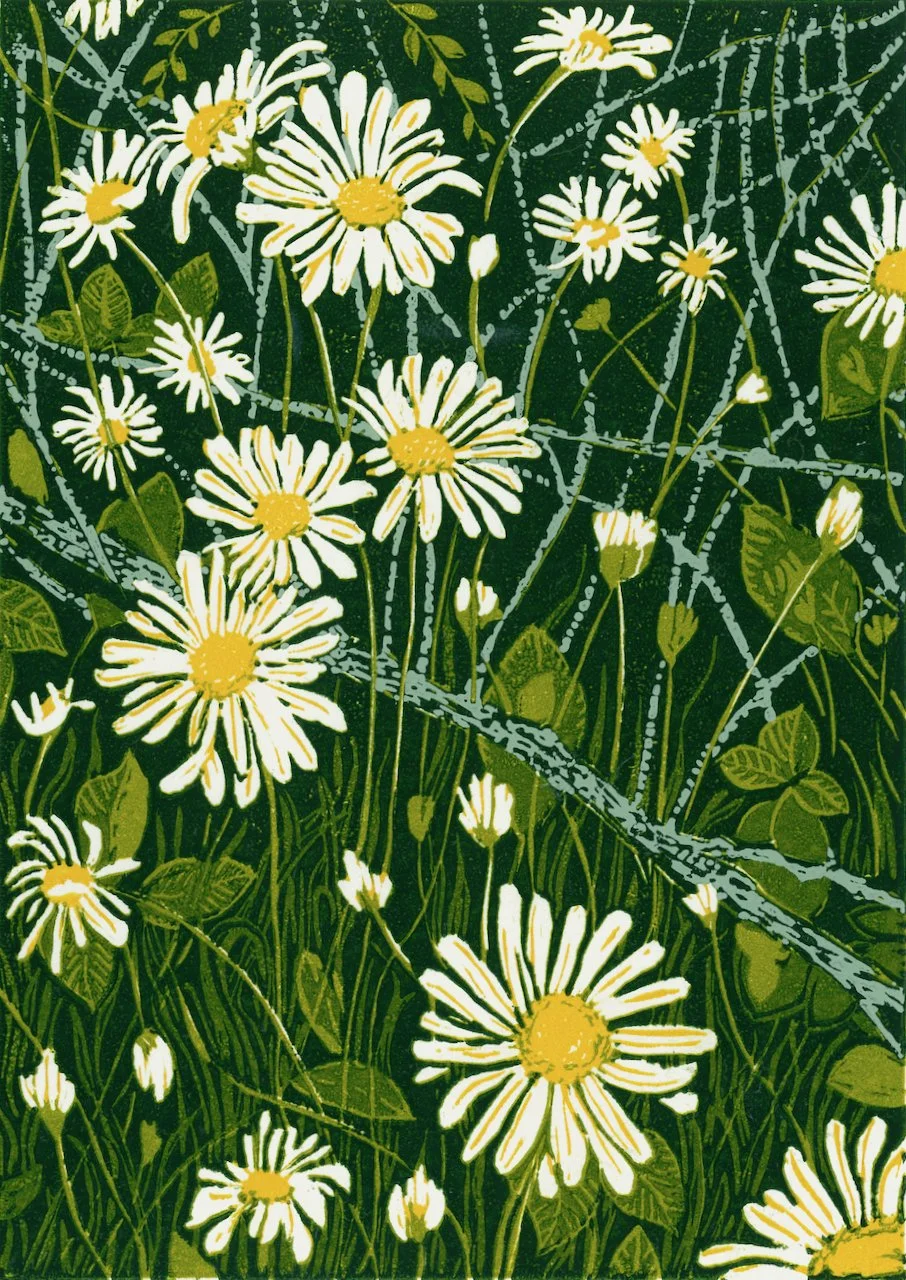 Berry Meadow Daisies - Edition of 20. Reduction linoprint with varied colours within the edition. 5 hand-printed layers. This group of daisies was seen in this wild flower meadow near the River Itchen where cattle usually graze and hikers and dog wal