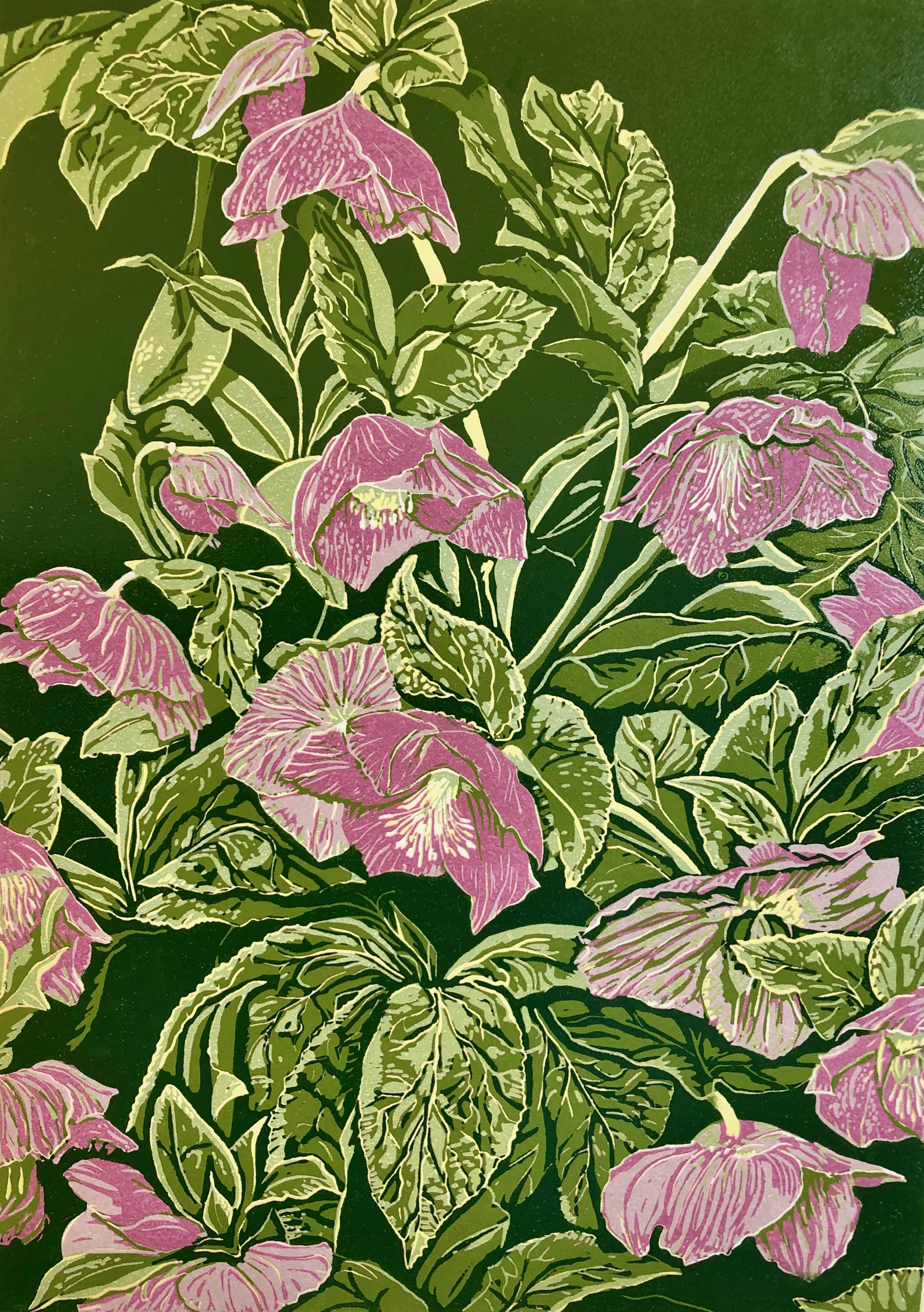 Romsey Hellebores - Edition of 22. Reduction linoprint with varied colours within the edition. 6 hand-printed layers. 
Created from a still life drawing of this group in a close relative’s garden in Romsey. 
Print size 21cm x 30cm Mounted 38cm x 48cm
