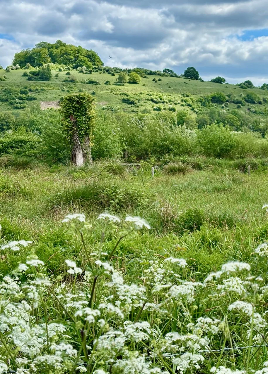Cow Parsley South Downs St Catherine's Hill.jpeg