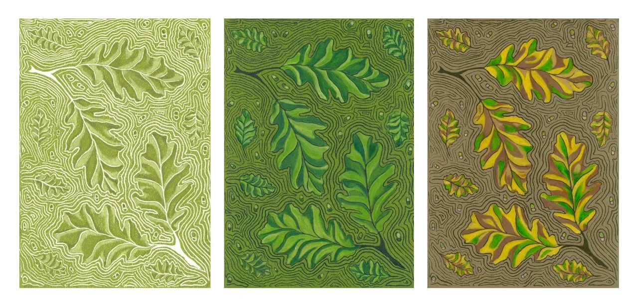 South Downs Oak Leaves - Three Seasons  - Edition of 12. Handfinished linoprint trip-tych with varied colours within the edition. 
Spring, Summer and Autumn seasons were printed separately from the original drawing used to produce the linocut prints.