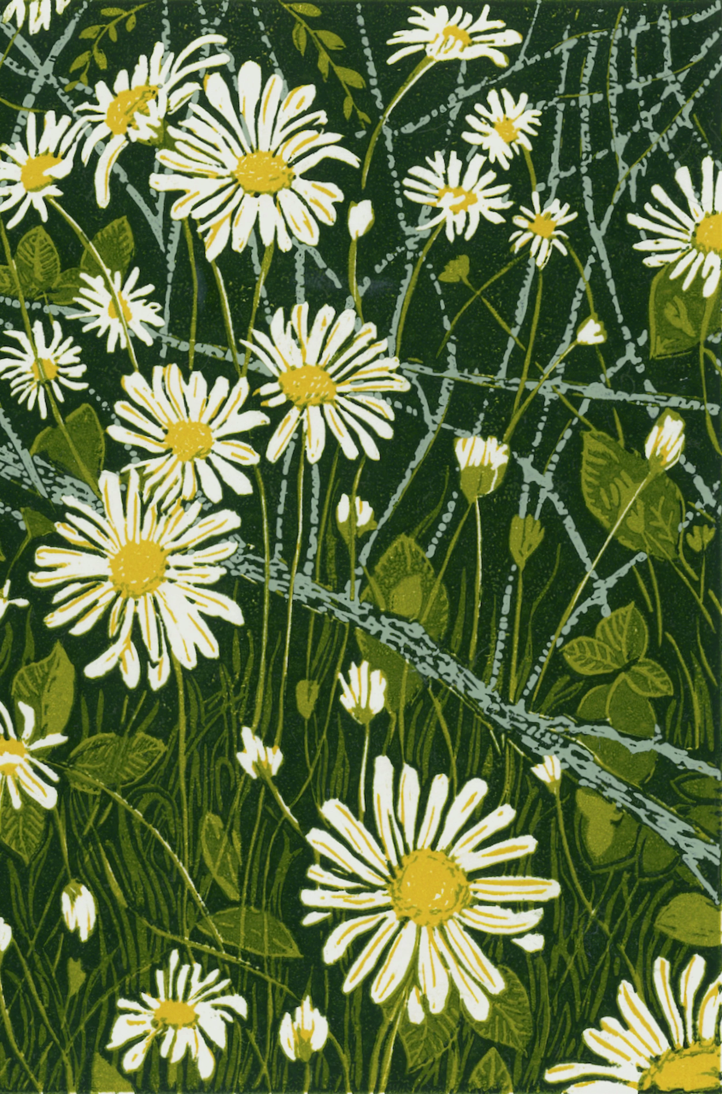 Daisy crop.jpg