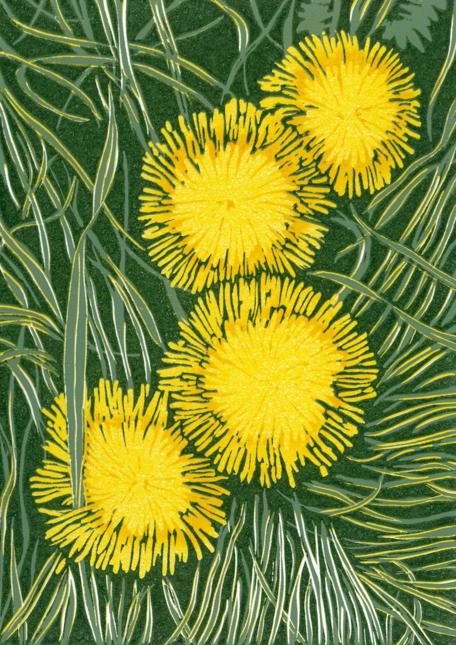 Dandelion Quartet - Edition of 20. Reduction linoprint with varied colours within the edition. 4 hand-printed layers. Eye catching group of these bright, cheerful much maligned flowers seen and photographed on a local walk in early Spring. 
Print siz