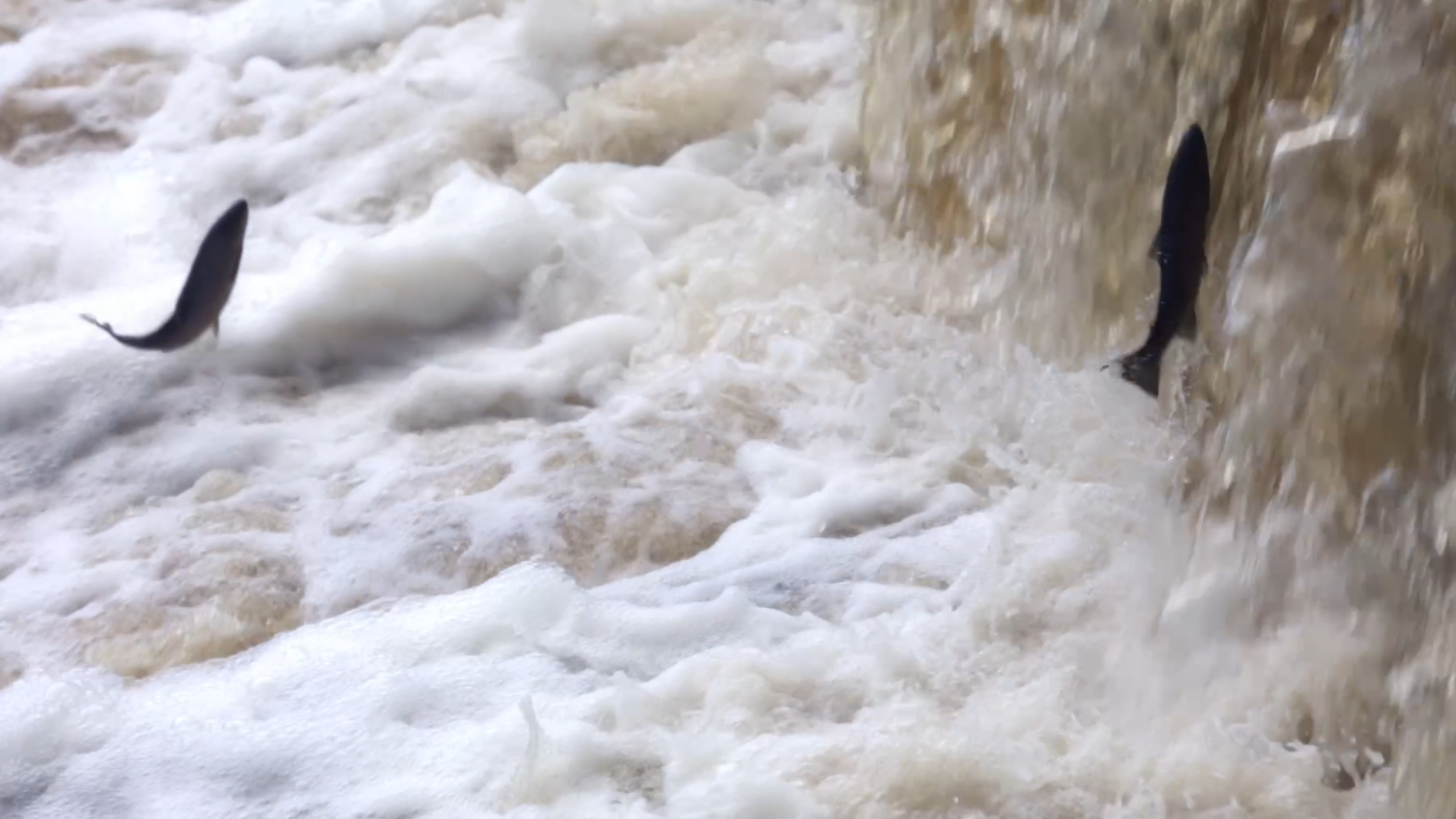 Rocks with water cascading over them, creating white foam and turbulence in a river or waterfall. Salmon are leaping out of the water.