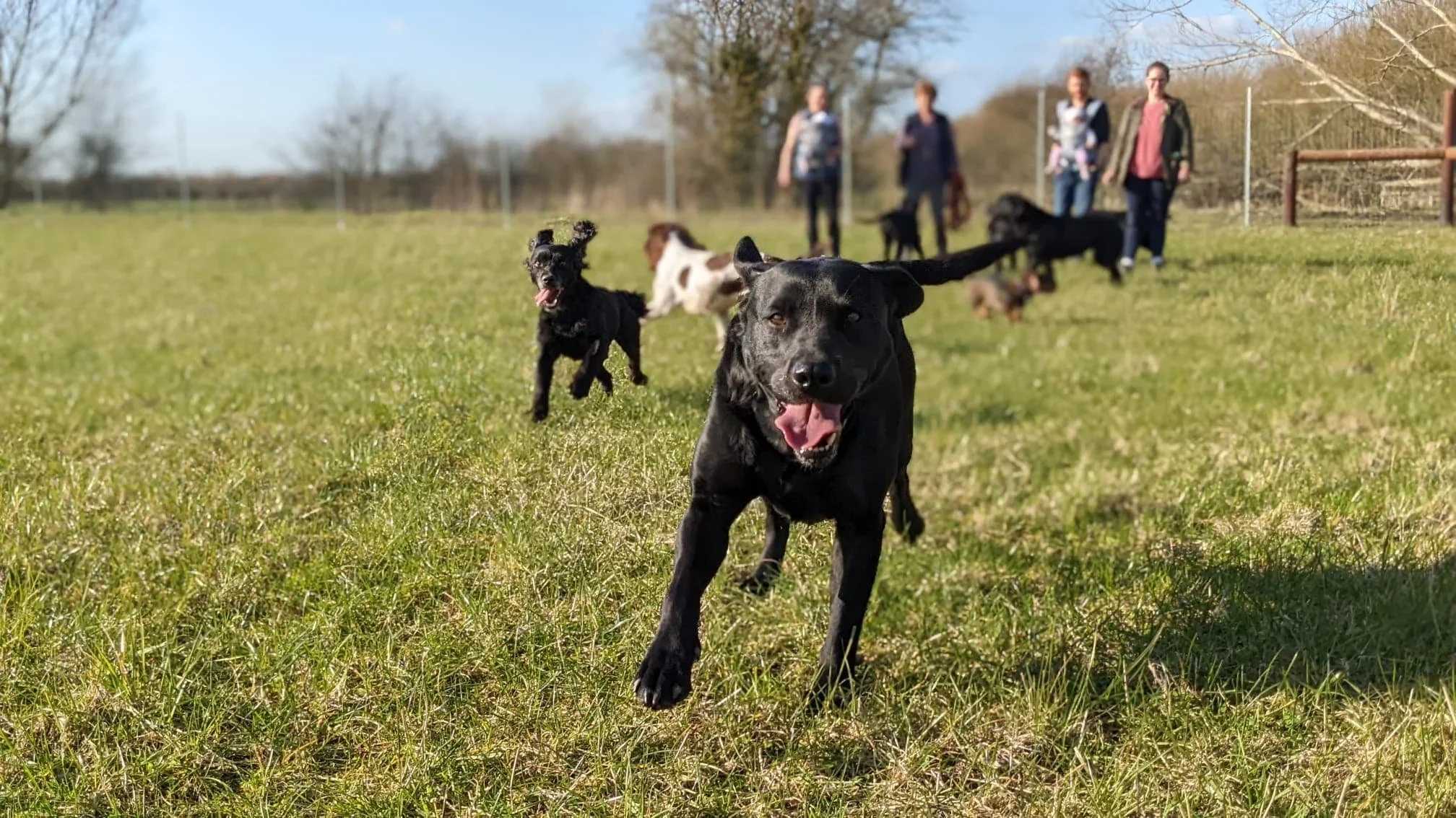Multiple dogs running on grass field with people in the background under a clear sky.