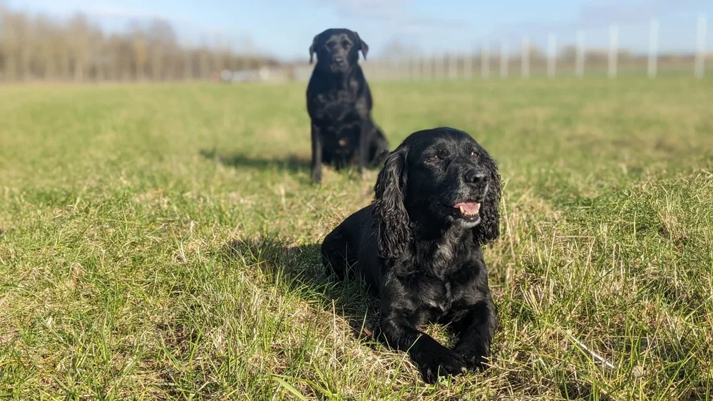 Two black dogs, one lying on the grass in the foreground with eyes closed and mouth open, the other sitting in the background on a grassy field.