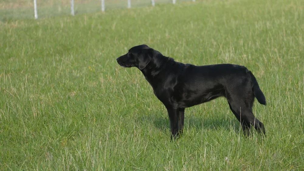 Black Labrador Retriever standing in a grassy field.