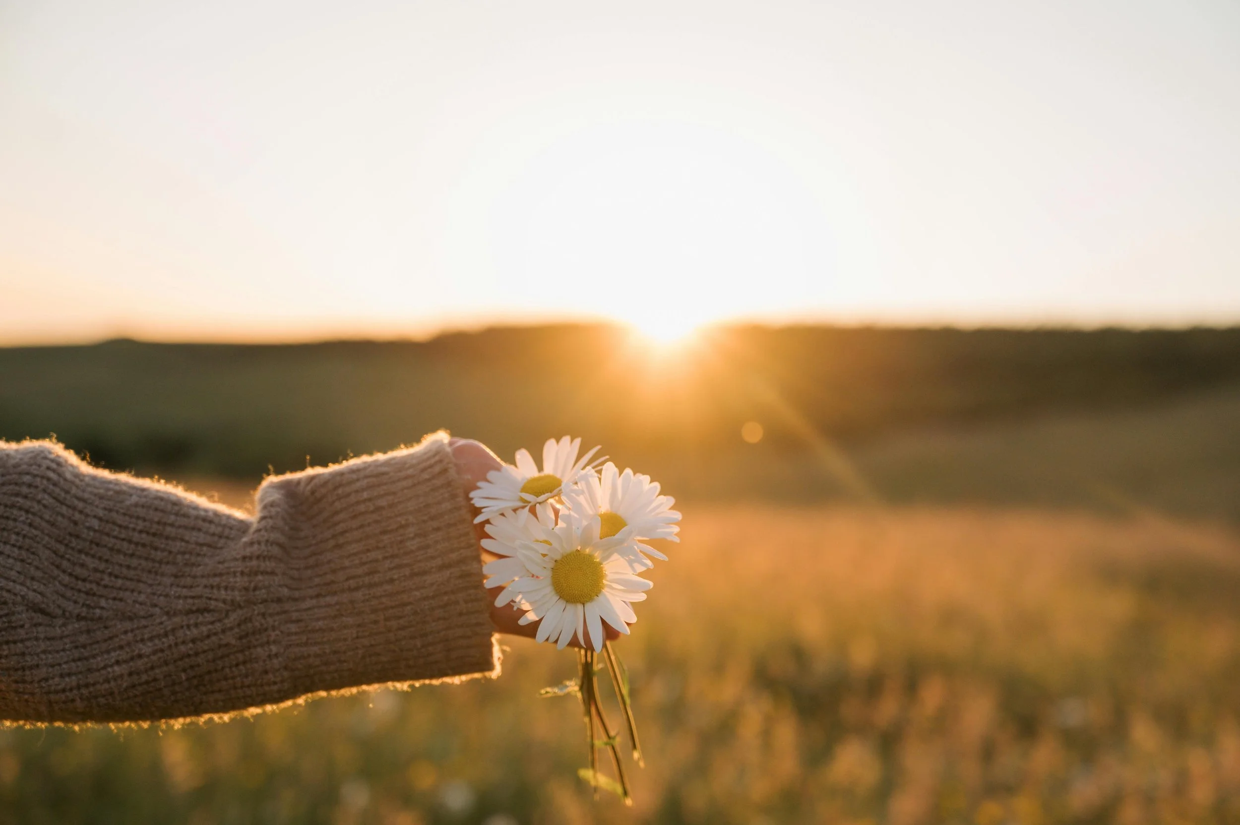 Hand hält Gänseblümchen am Sonnenuntergang in einem Feld, vermittelt Verbundenheit mit Natur, Entspannung und angenehme Stimmung