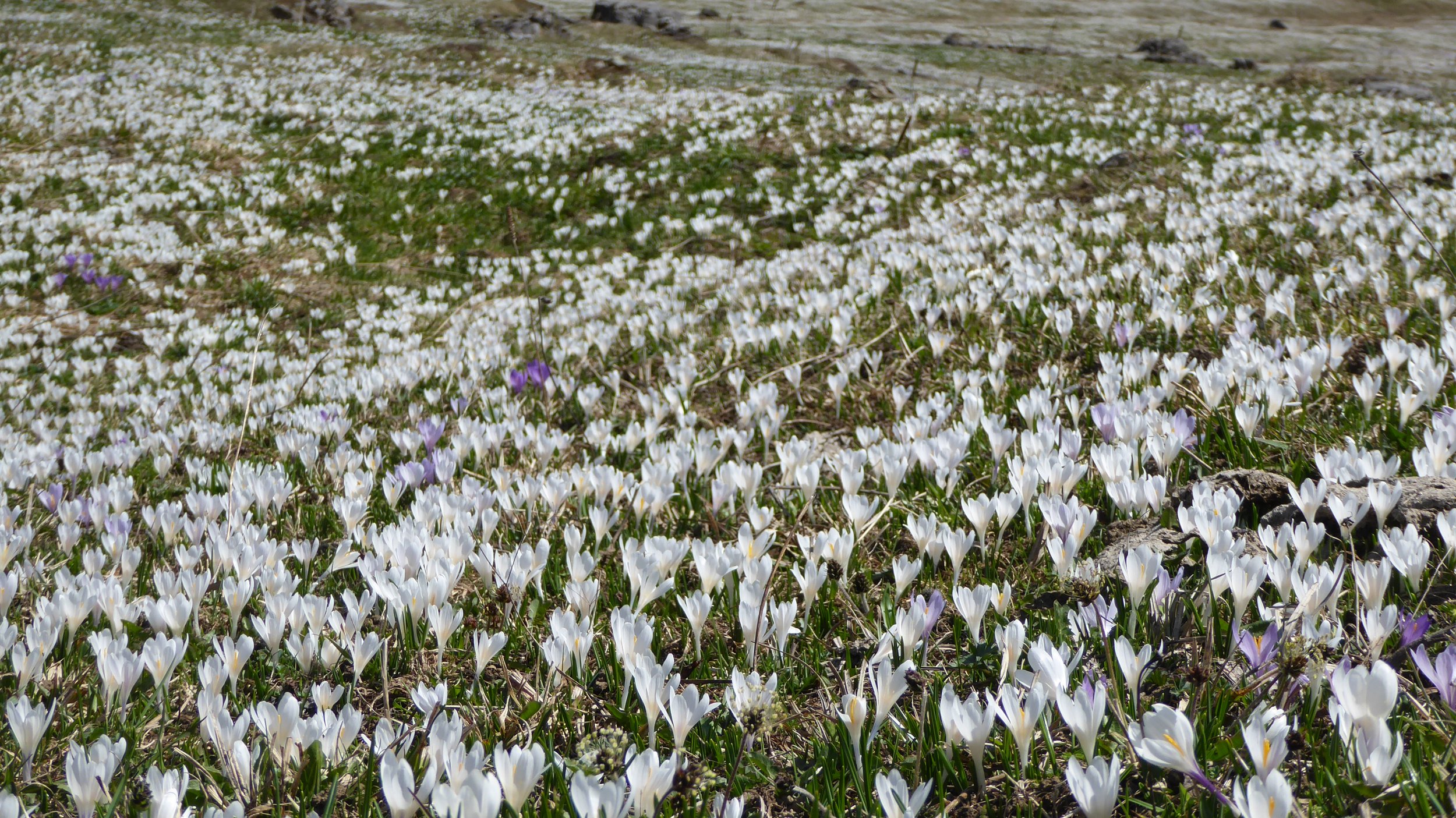 Blumenwiese mit weißen und lila Krokusblumen im Frühling.