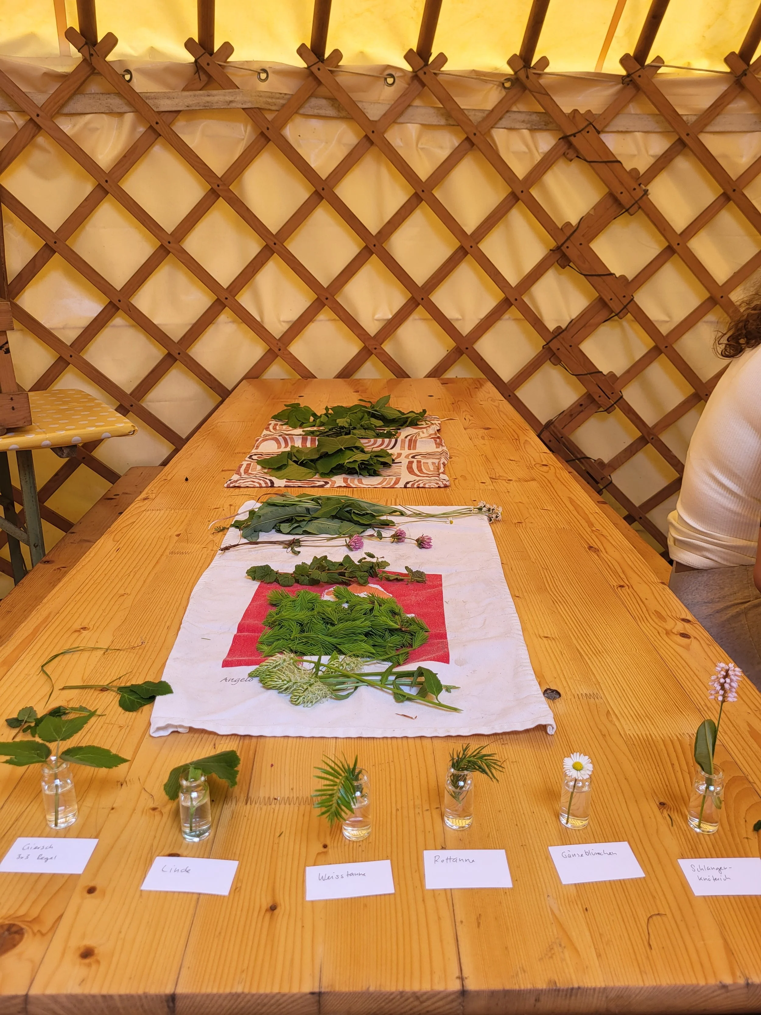 Verschiedene getrocknete und frische Pflanzen auf einem Holztisch, mit kleinen versteckten Glasvasen und schriftlichen Labels darunter.