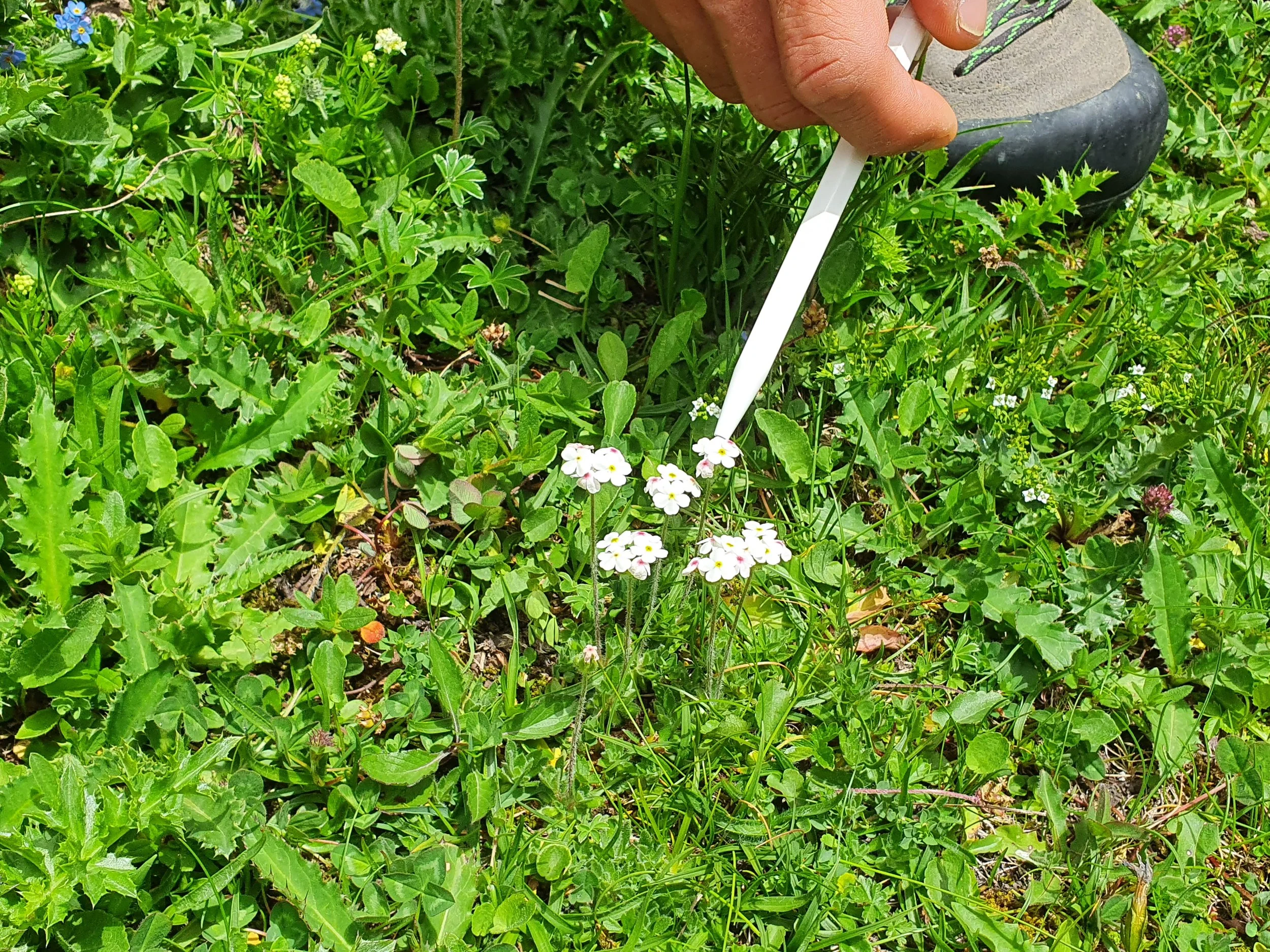 Modul “Natur und Umwelt” vom Schweizer Bergführerverband, Brigels