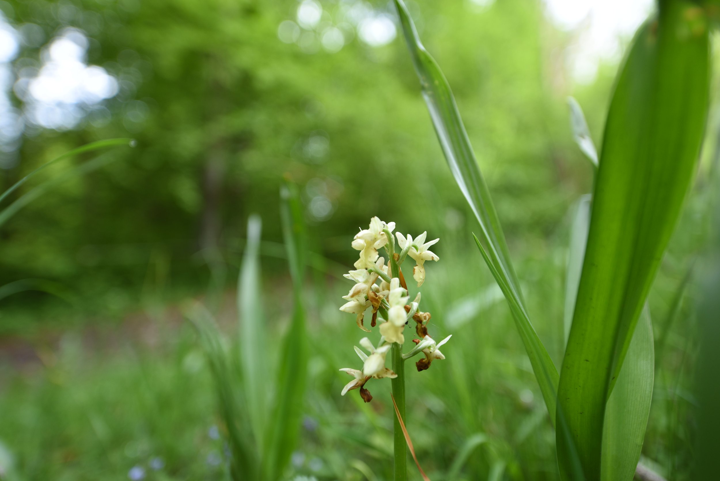 Erhebung national proiritäre Frühlingsblüher im Churer Rheintal