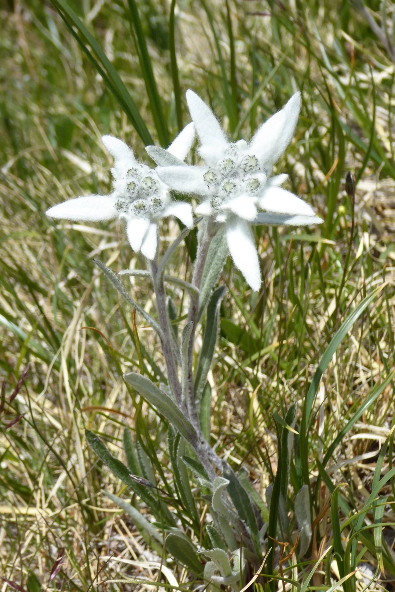 Weiße, behaarte Pflanze mit sternförmigen Blüten und grünem Gras im Hintergrund.