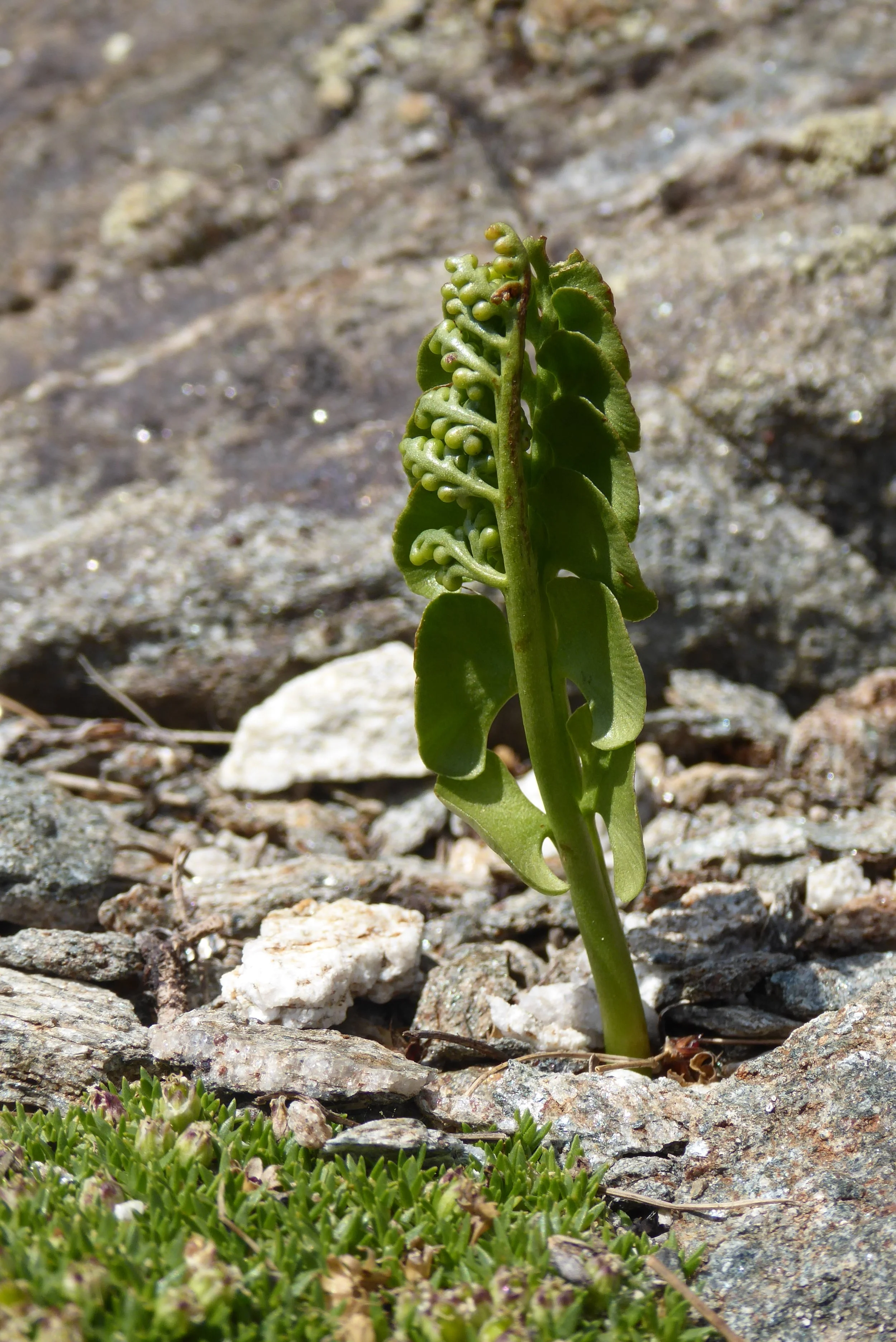 Ein kleines grünes Farnpflänzchen wächst aus felsigem Boden, umgeben von Kies und kleinen Steinen.