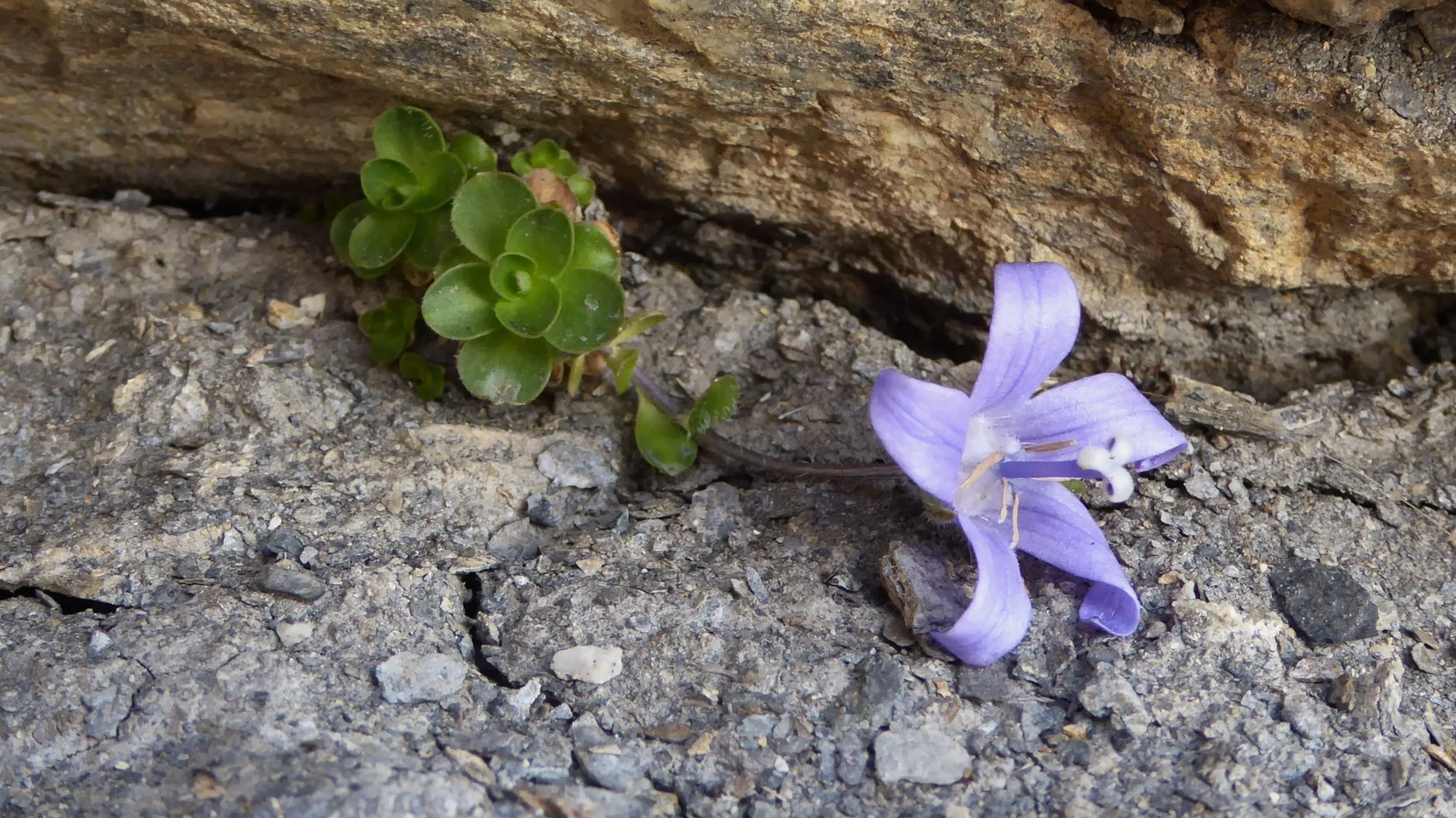 Eine kleine grüne Sukkulente wächst zwischen Steinen, neben einer lavendelfarbenen Blume an einem felsigen Boden.