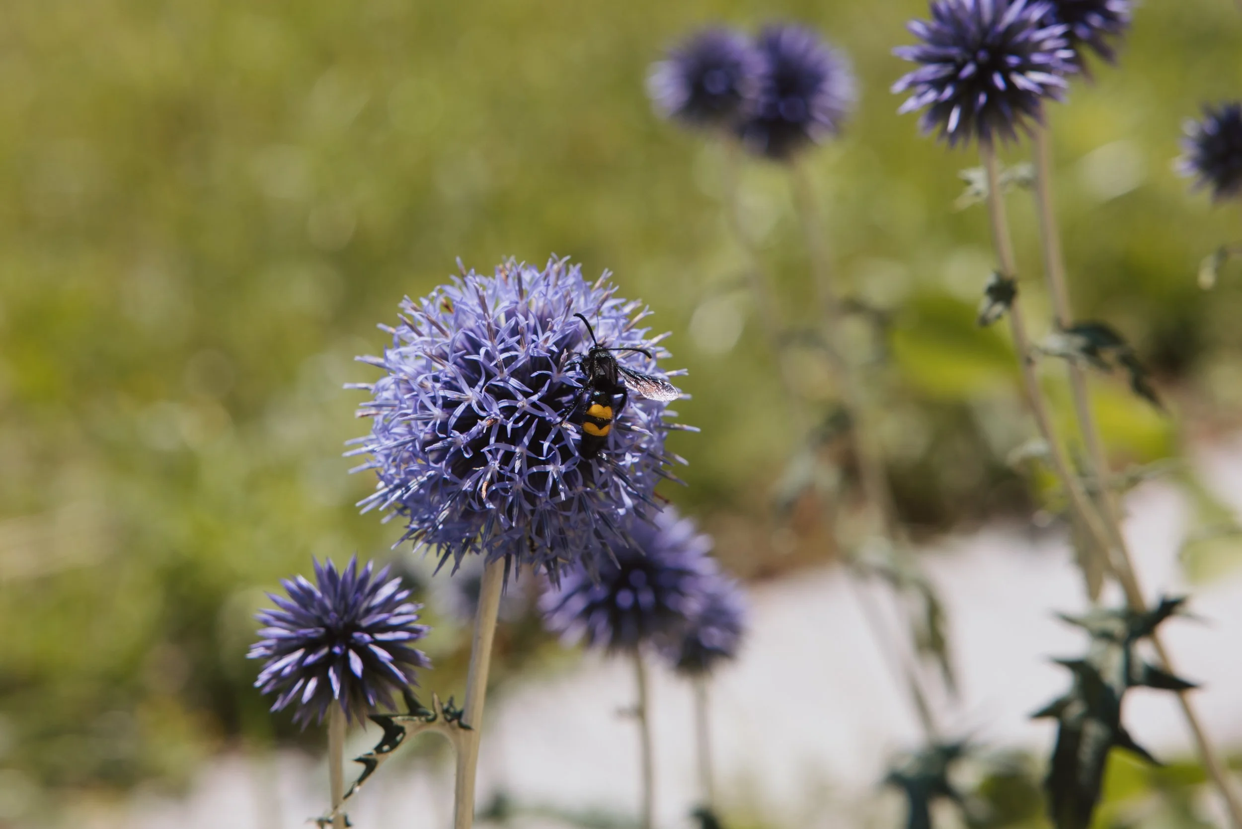 Lila Kugelblume mit einer Biene auf der Blüte, im Hintergrund unscharfe weitere Blumen. Naturaufnahme bei Sonnenschein.