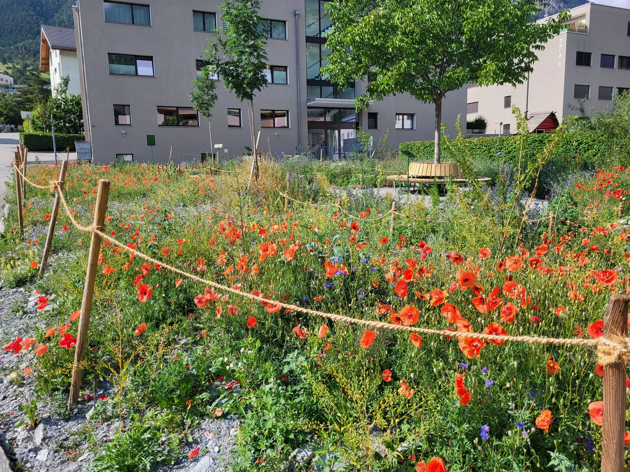 Bunte Wildblumenwiese mit rotem Mohn und kleinen blauen Blumen, umgeben von einem Holzpfostenzaun, im Hintergrund ein moderner grauer Gebäudekomplex mit mehreren Fenstern und einem Baum, der Schatten spendet.