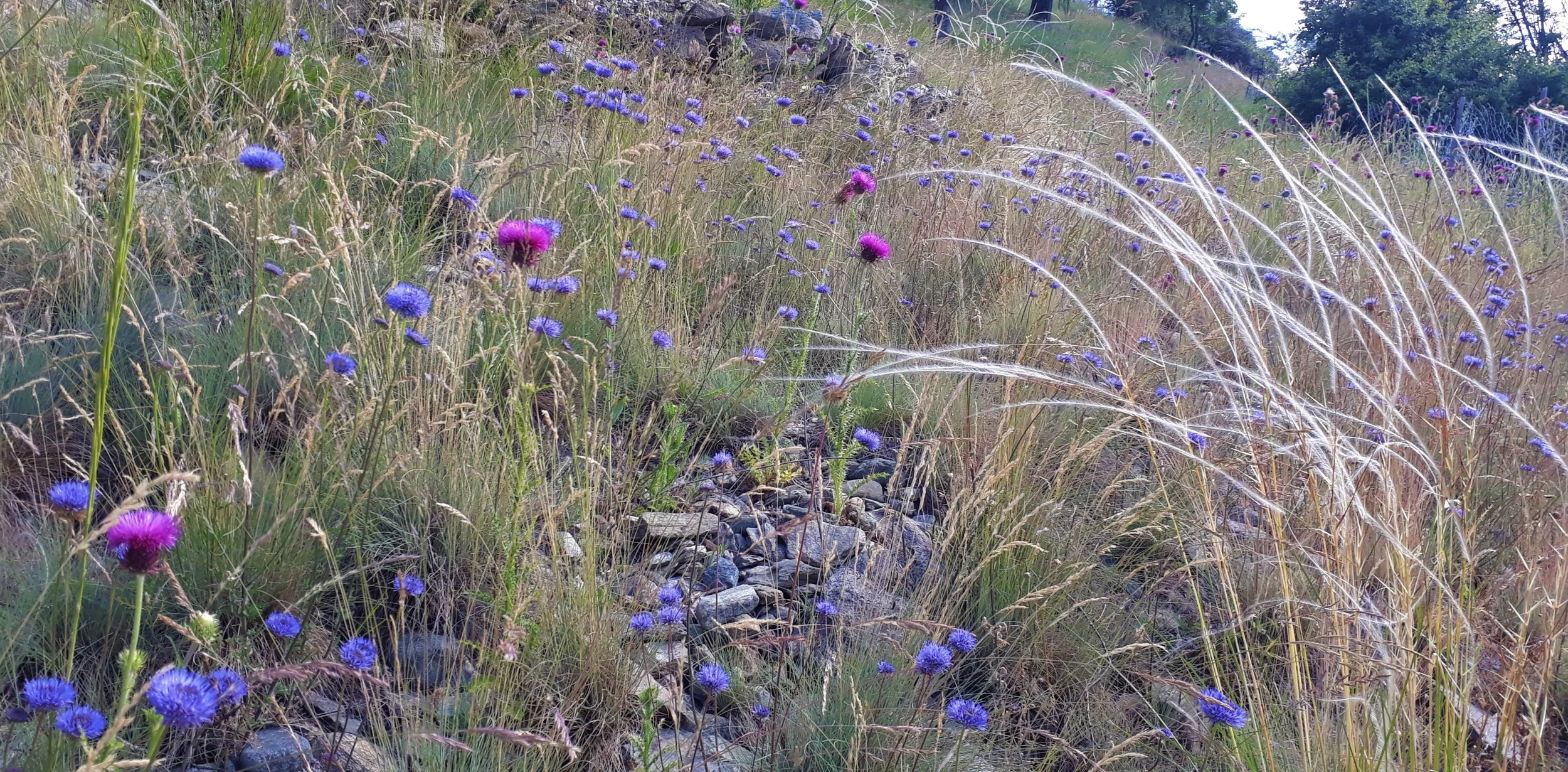 Bunte Wildblumen im Gras, mit blauen und pinken Blüten, in einer natürlichen Fläche mit Steinen im Vordergrund und Bäumen im Hintergrund.