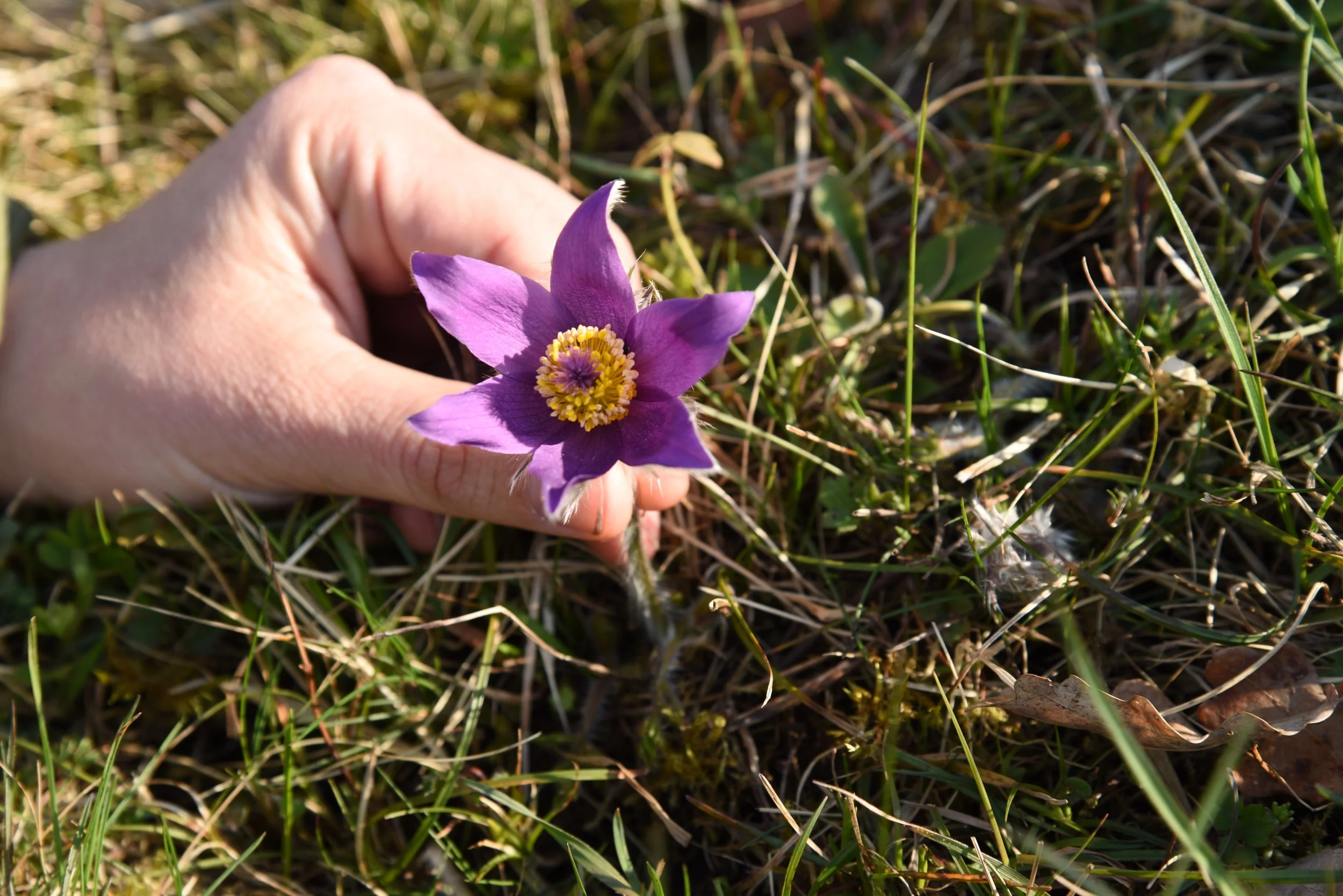 Nahaufnahme einer Hand, die eine lila Blume mit gelben Staubblättern auf grünem Gras im Freien hält.
