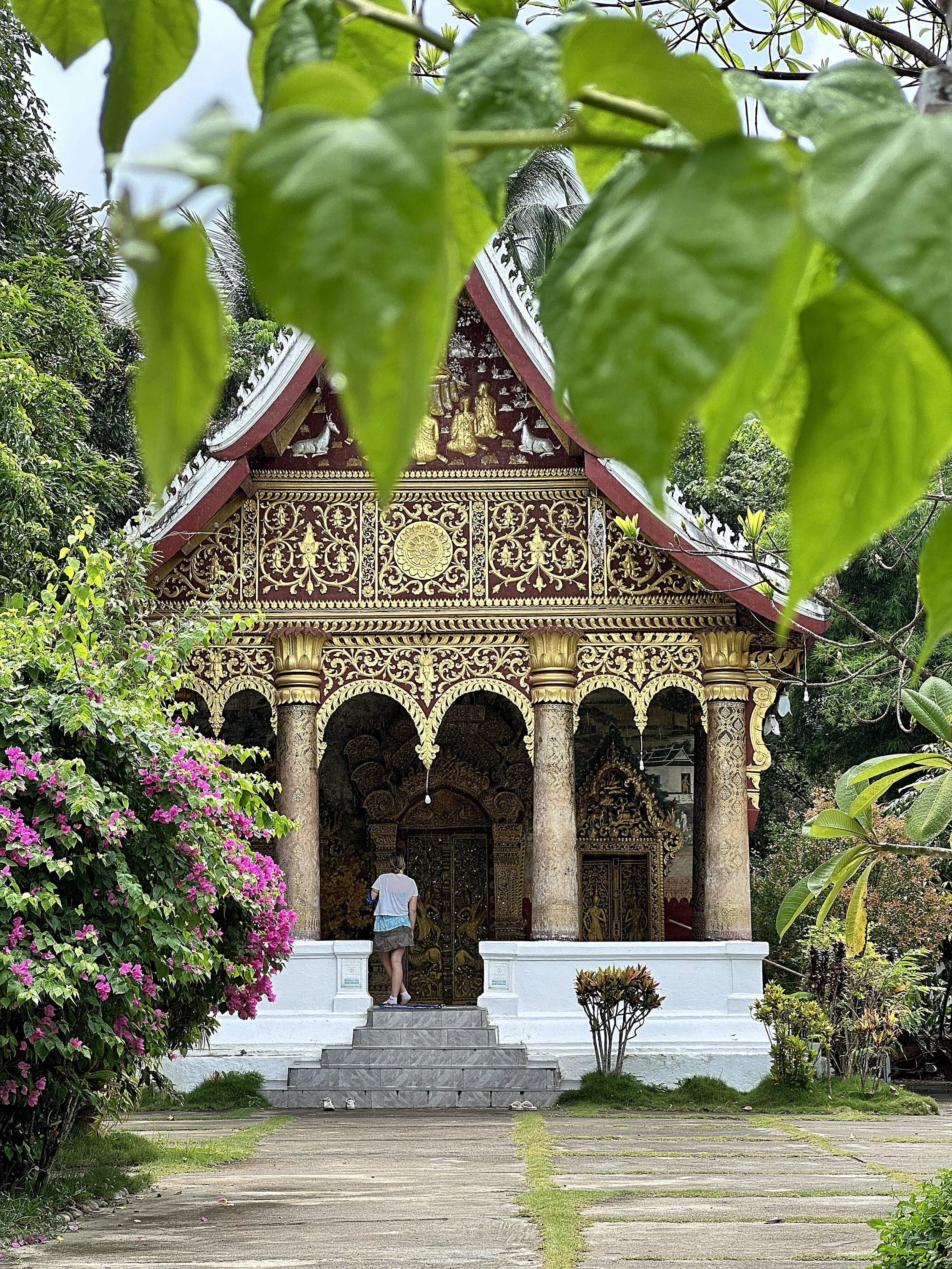 Tourist visiting ornate, gold-adorned temple with Bougainvillea flowering bushes and lush greenery surrounding it in Luang Prabang, Laos.