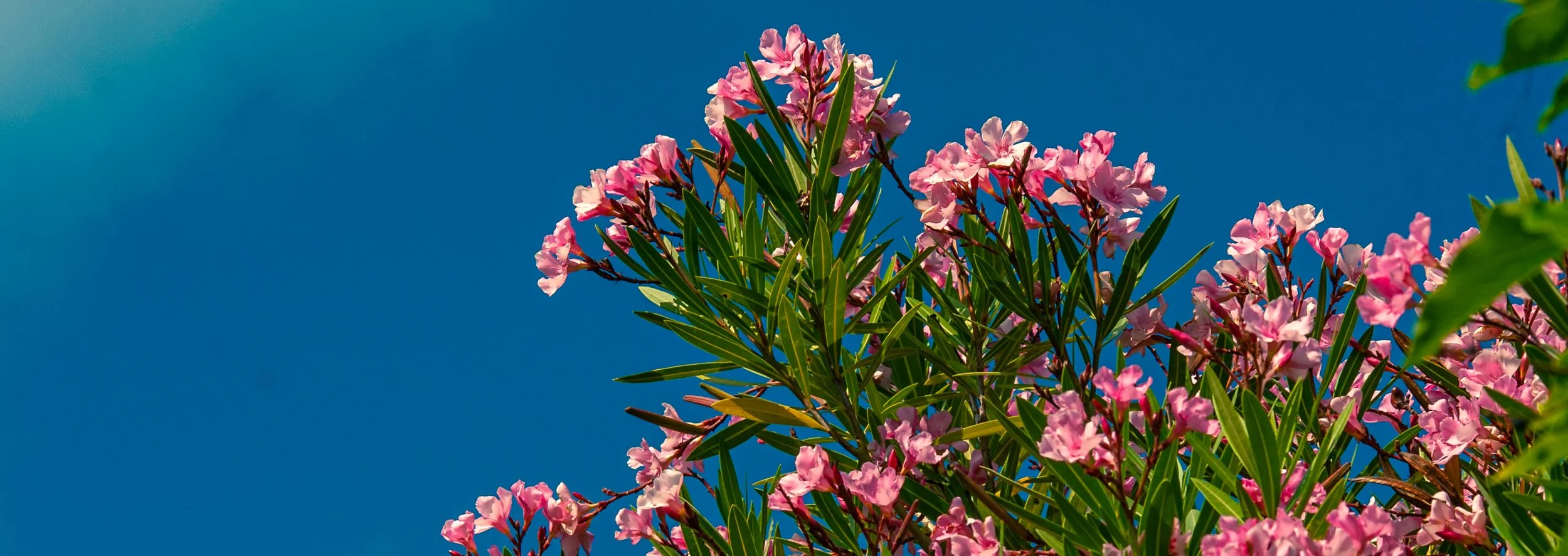 Pink flowers blooming on a tree with green leaves against a bright blue sky.
