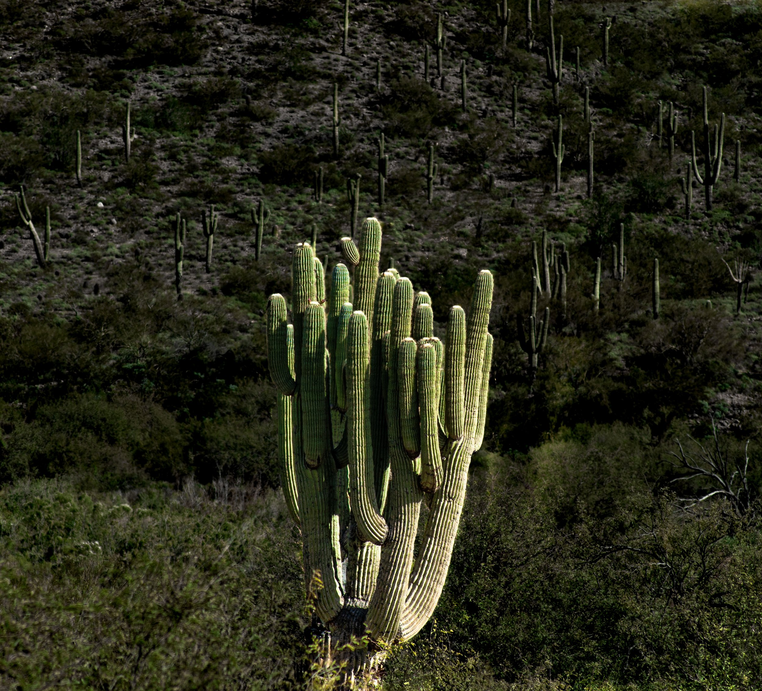 A large saguaro cactus with multiple arms in a desert landscape with many smaller cacti and bushes, mountains in the background.